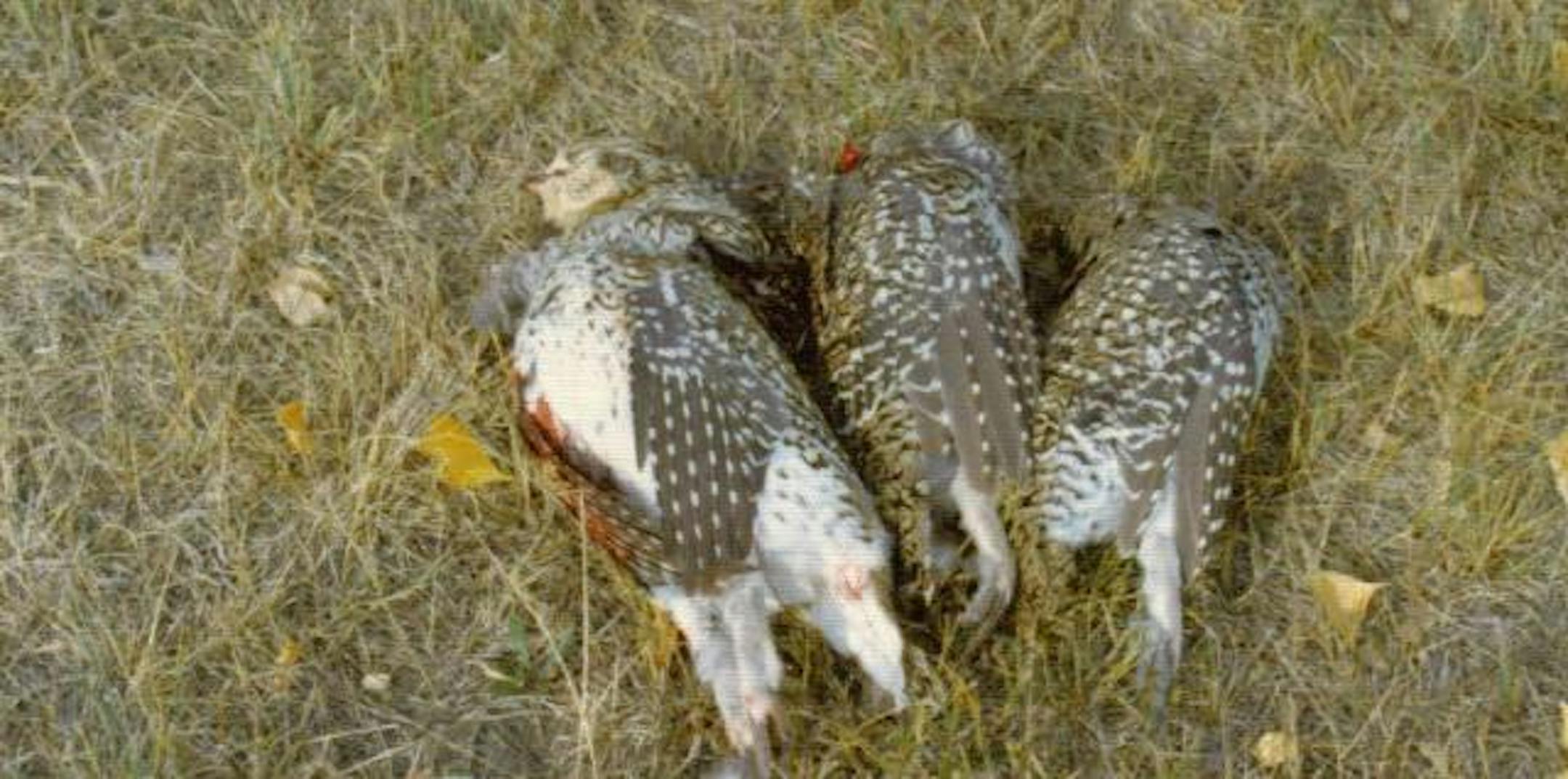 Sharptail grouse are a challenge to prepare. Even for a master chef.