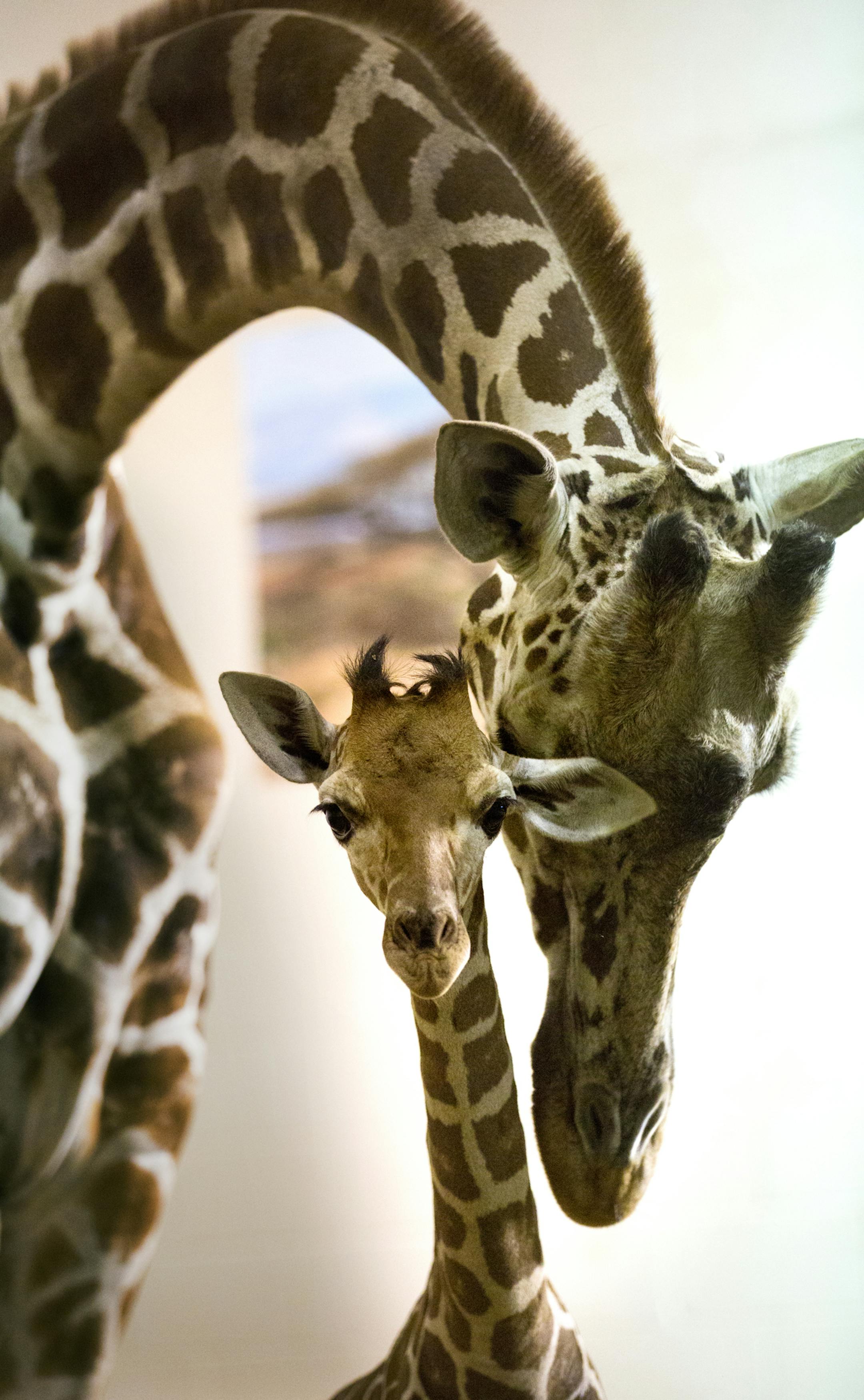 Como Zoo is excited to welcome a new baby giraffe named ‚ÄúSkye‚Äù to its herd. Coming in to the world at 6 feet tall and weighing 145 pounds, the baby is ready to stand tall and be introduced to the public today. ] BRIAN PETERSON ‚Ä¢ brian.peterson@startribune.com St. Paul, MN 12/10/14