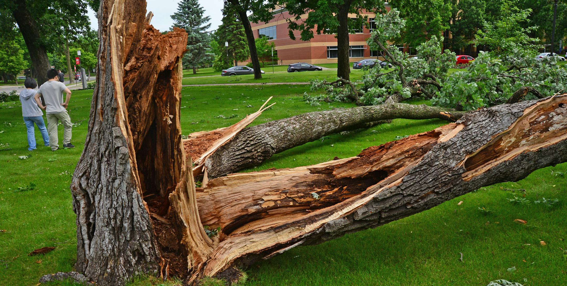 St Cloud State University Campus sustained a lot of tree damage, Barden Park was hard hit many large trees were blown over during last night's storm.Earnest Li and Chen Chen students on the campus of St Cloud State University looked around Barden Park where several large trees blew over during the storm. ] Richard.Sennott@startribune.com Richard Sennott/Star Tribune . St Cloud Minnesota Friday 6/21/13) ** (cq) ORG XMIT: MIN1306211036599285 ORG XMIT: MIN1306211559559461