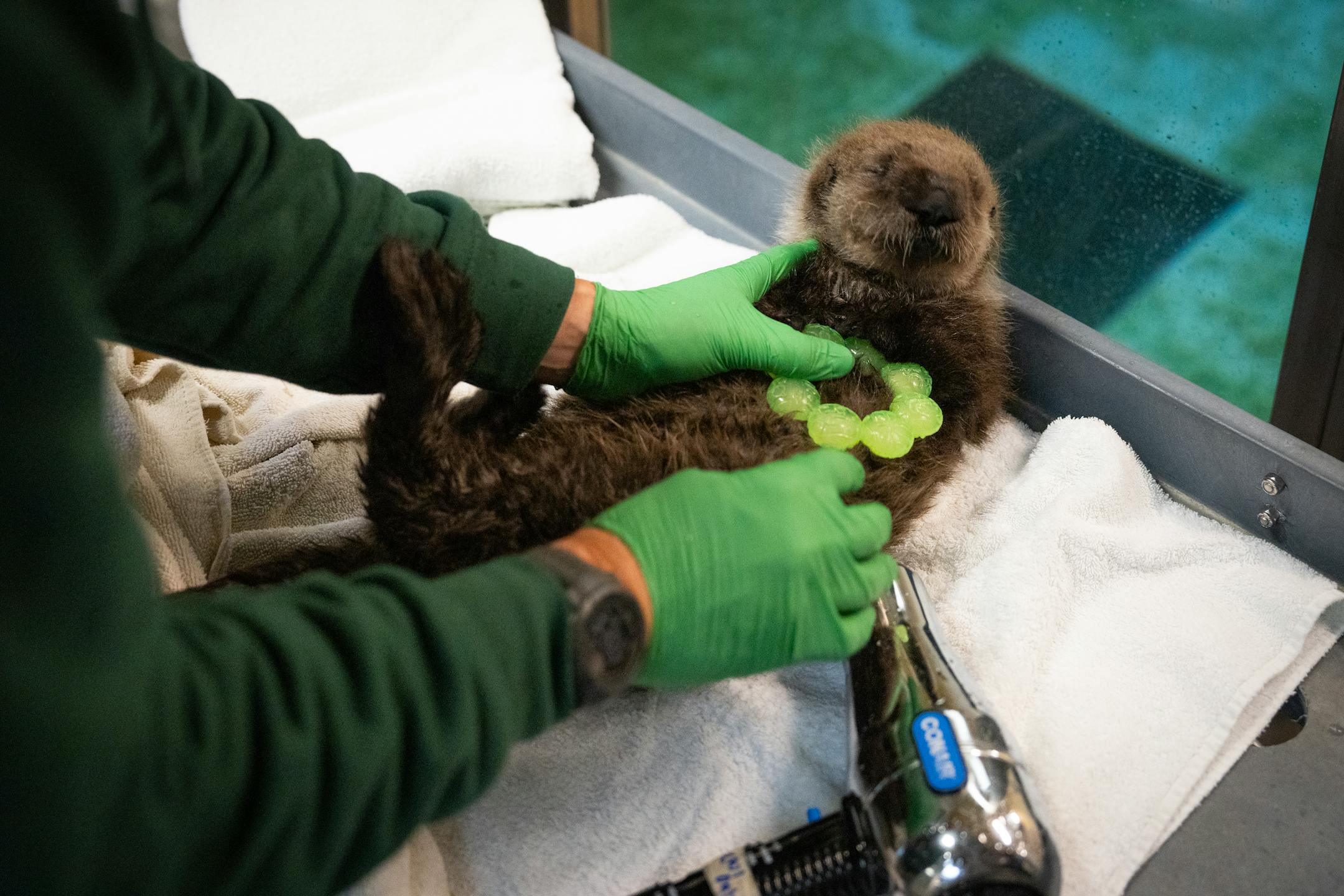 Christoph Noetzli, Curator of Marine Mammals and Aquariums, places a baby toy in the paws of Nuka before he grooms her with towels, a comb and a hair dryer at the Minnesota Zoo in Apple Valley, Minn., on Wednesday, Oct. 25, 2023.