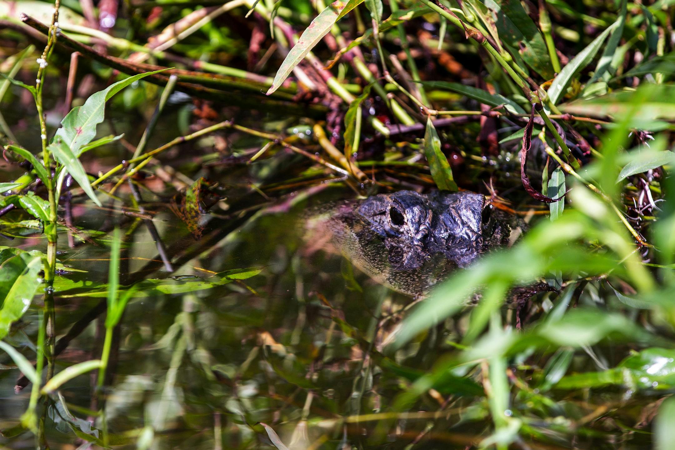 "Mama" alligator guards her nest and keeps a close eye on our tour group while on the waters of Lake Tohopekaliga on Wednesday, July 3, 2018. (Patrick Connolly/Orlando Sentinel/TNS)