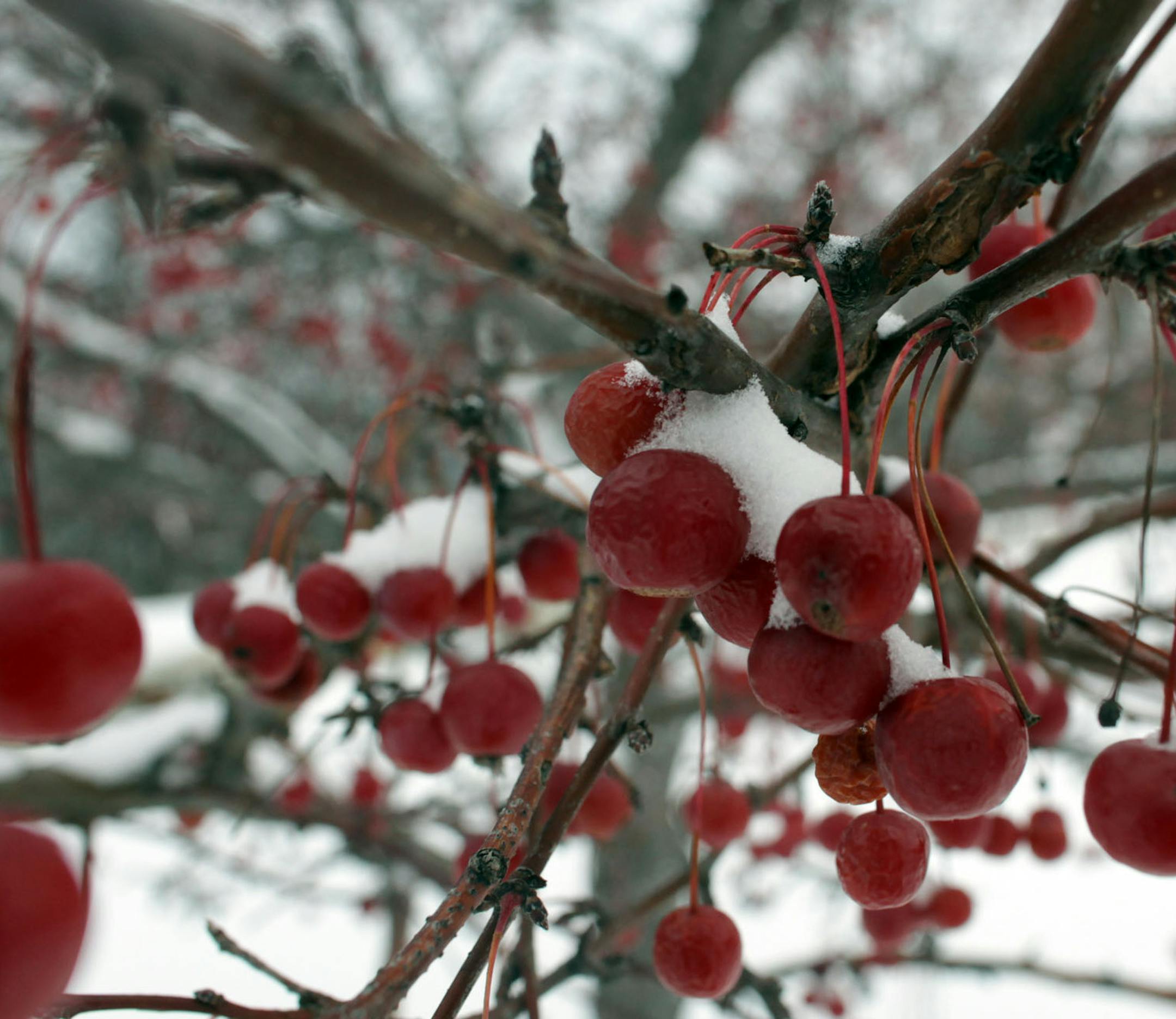 KYNDELL HARKNESS &#x2022;kharkness@startribune.com 12/24/09Snow storm[The berries on this tree were covered with frost and snow Christmas eve morning after Wednesday evening's snow storm in Southeast Minneapolis.