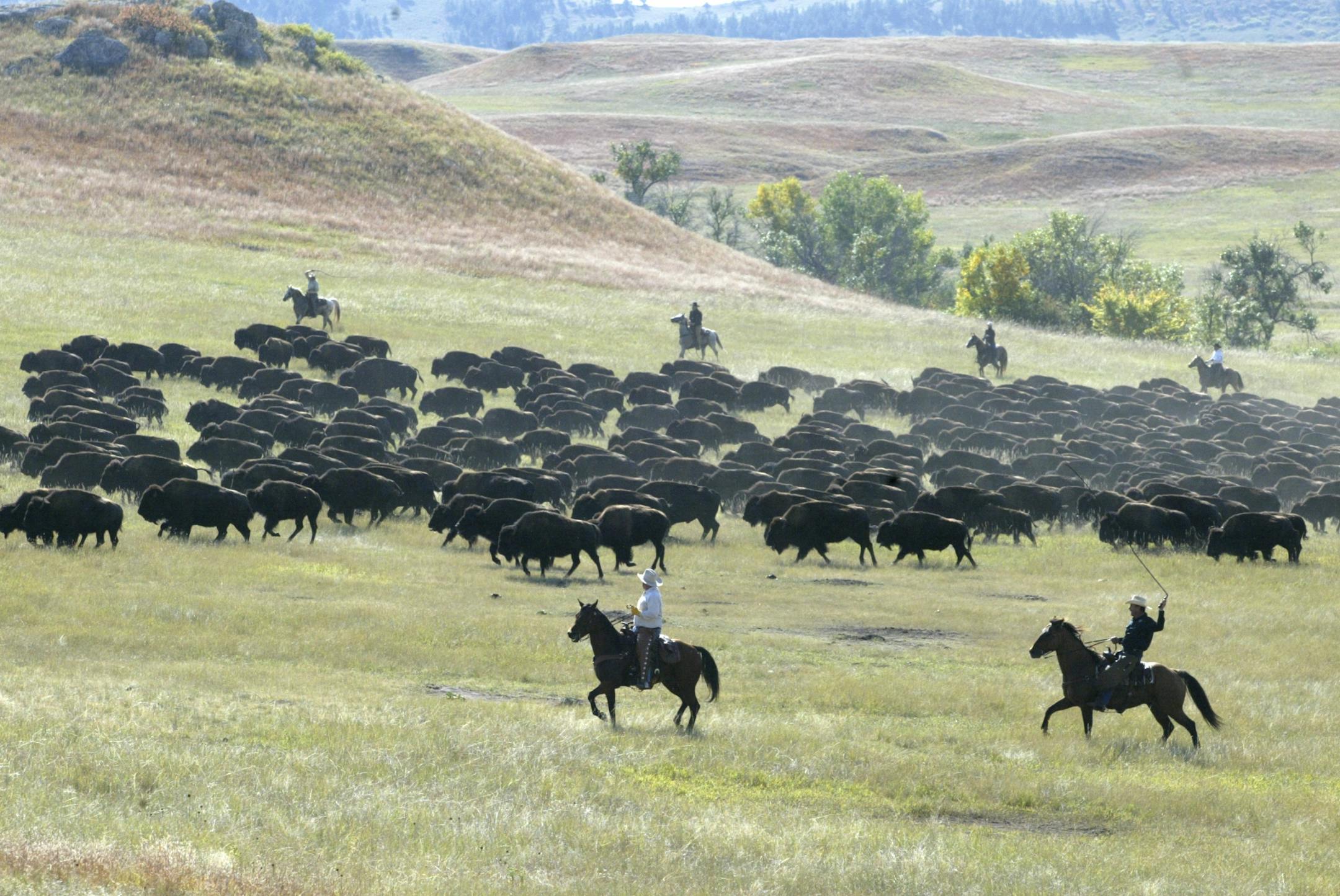 At the annual Buffalo Roundup in South Dakota's Custer State Park, about 60 modern-day cowboys drive as many as 1,300 wild buffalo across the park's plains and into corrals.