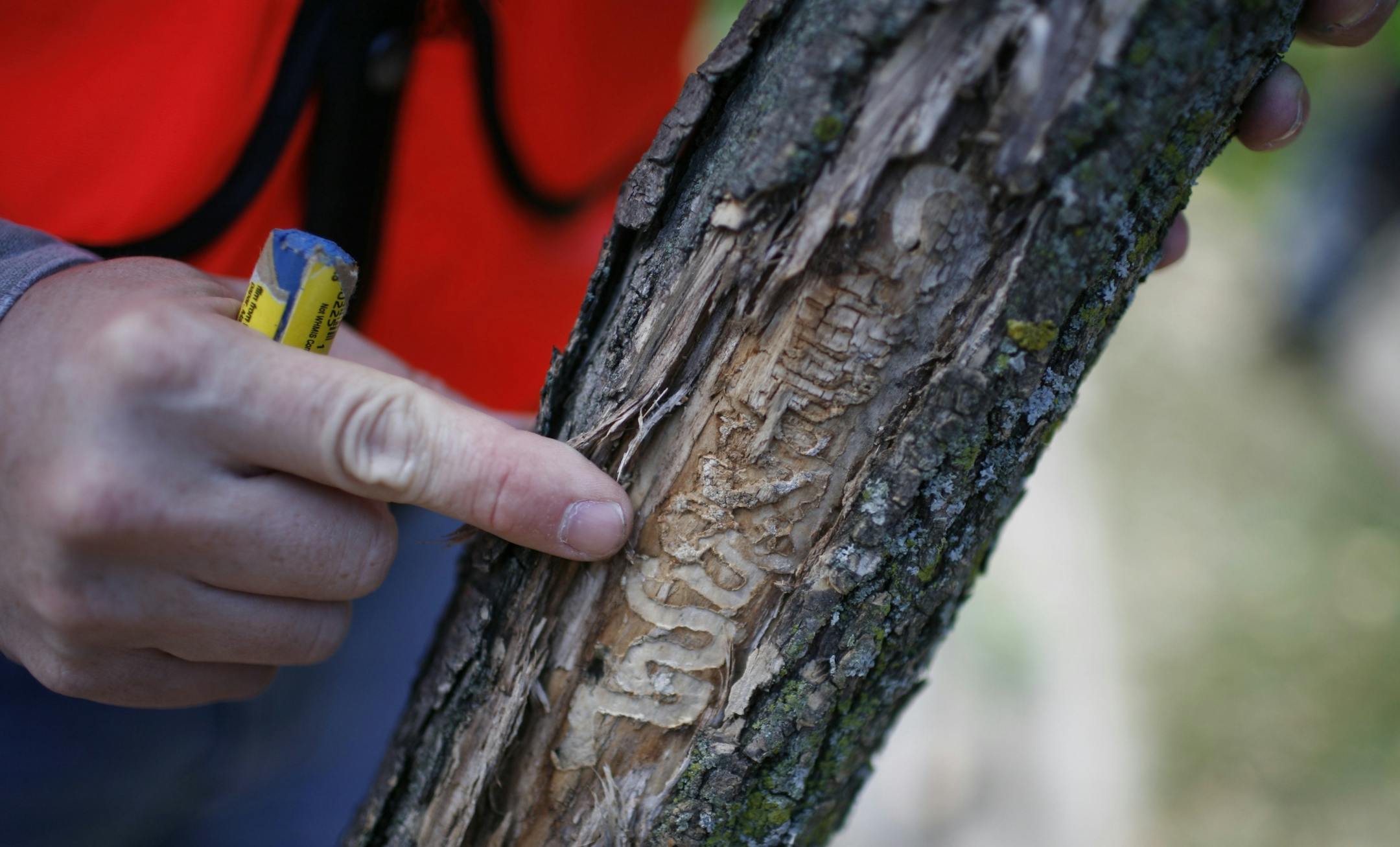 [File photo] This ash tree shows signs of ash borer damage. It was removed at the intersection of Dale and Summit in St. Paul Monday morning by St. Paul forestry crews.