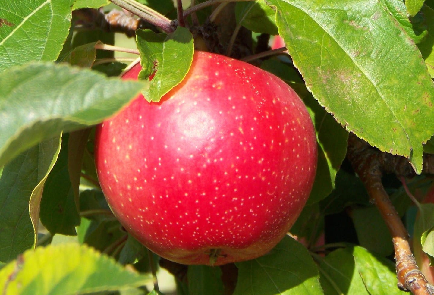 SweeTango apples hang from a tree at Pepin Heights Orchards near Lake City, Minn., Wednesday, Aug. 26, 2009. The SweeTango, developed by the University of Minnesota, is being touted as the successor to the incredibly successful Honeycrisp. (AP Photo/Steve Karnowski) ORG XMIT: MIN2015091510372817