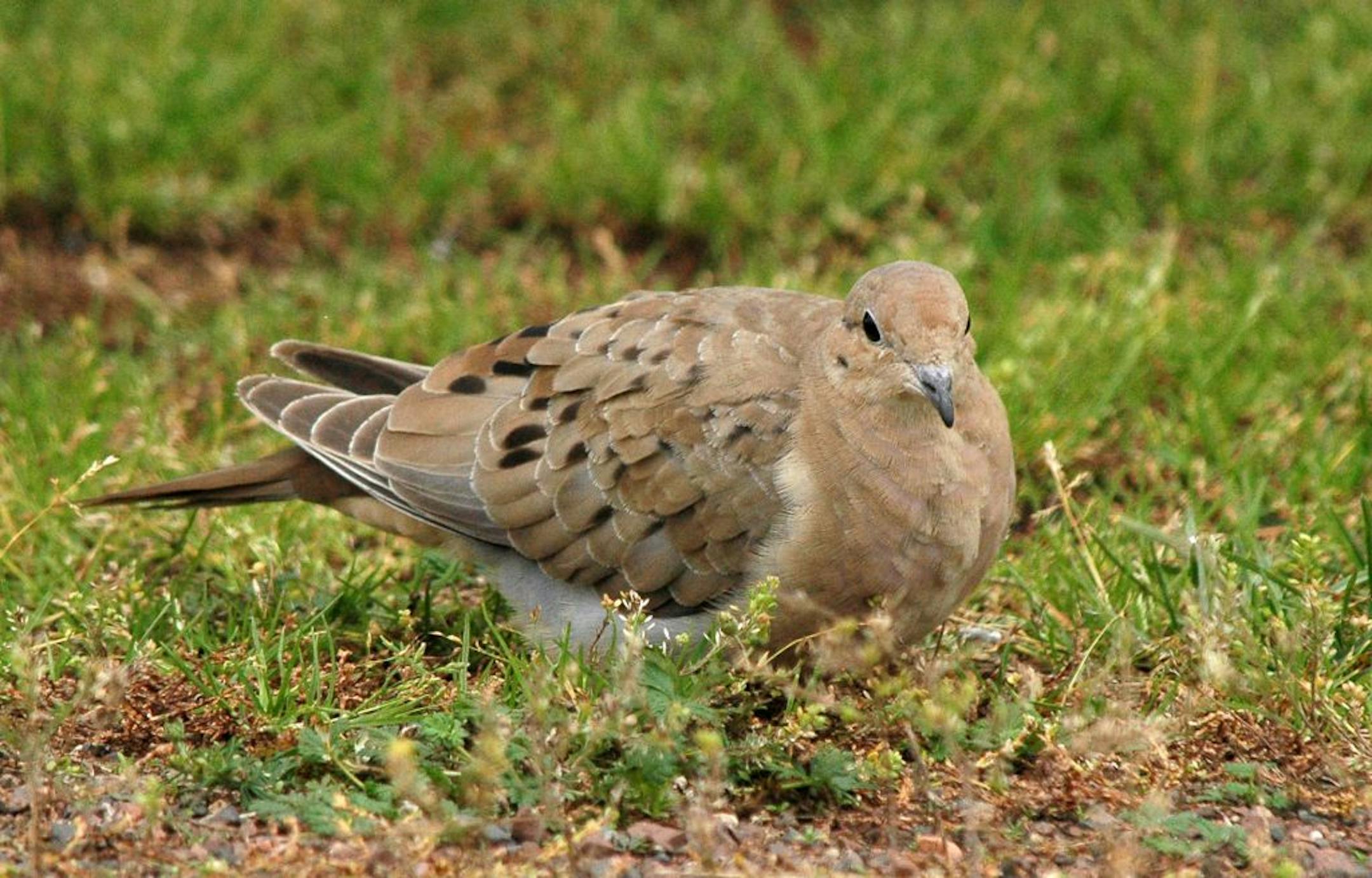 Mourning dove