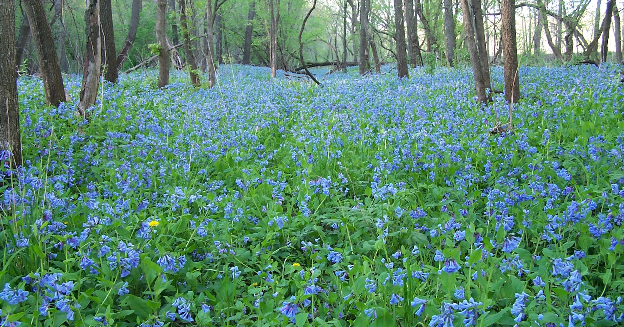 Minnesota During Spring Signs of spring? Of course. Minnesota naturalists, on what they are ...