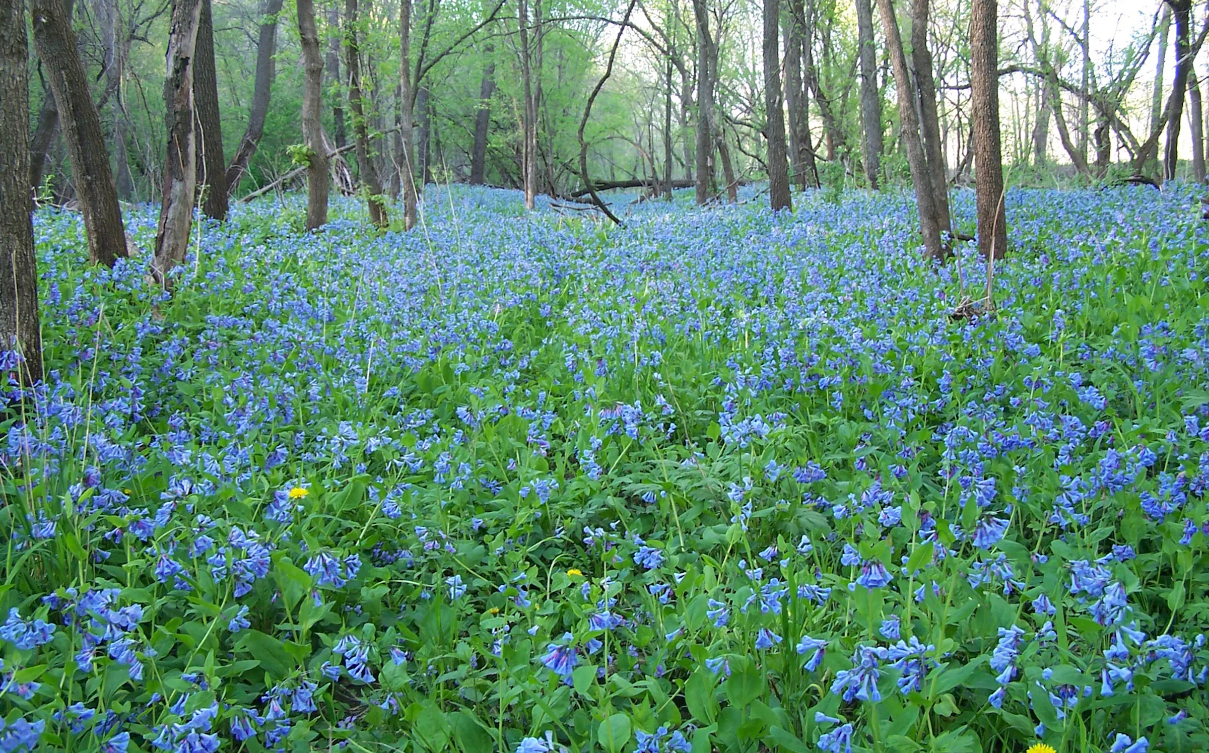 Signs of spring? Of course. Minnesota naturalists, on what they are ...