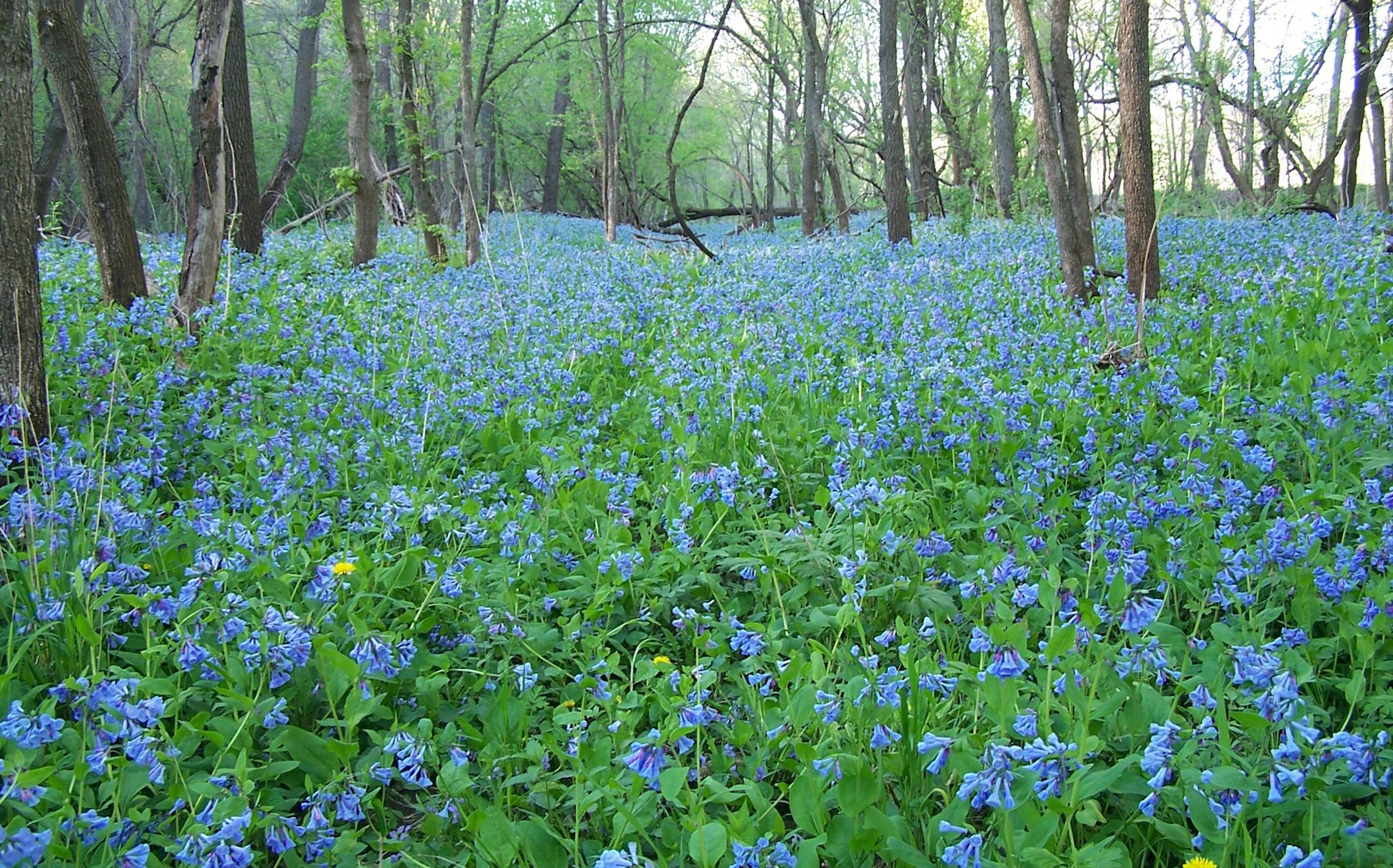 Bluebell bloom at Forestville/Mystery Cave State Park in Preston, Minn.