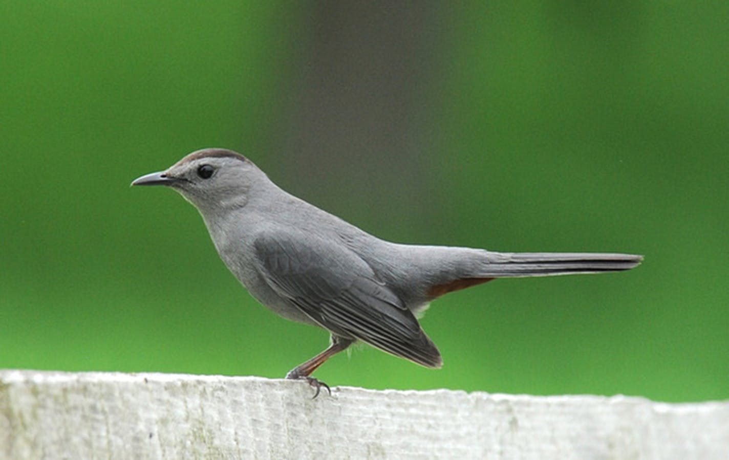 A sleek gray catbird stops for shrubs with berries. Jim Williams photo