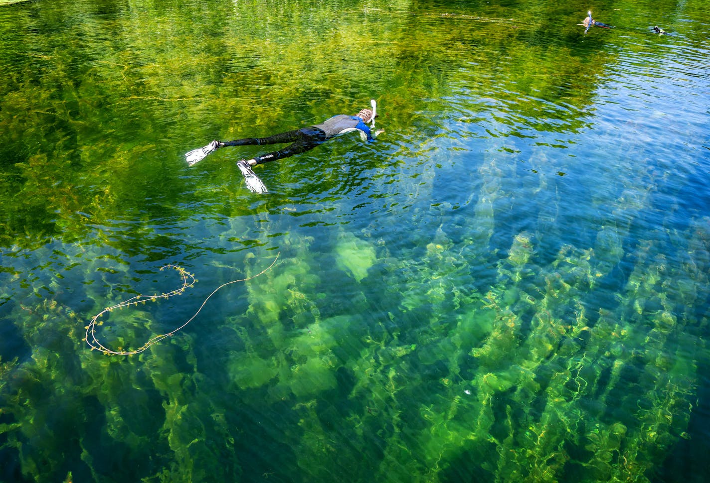 ] GLEN STUBBE &#xef; glen.stubbe@startribune.com Thursday, July 5, 2018 THESE ARE FOR MEETING PRESENTATION ONLY. A SECOND SET WITH CAPTIONS WILL MOVE SHORTLY. GS Professor, local students are running a pilot program on Christmas Lake to train weevils to eat Eurasian water milfoil, an invasive species. High school students and a professor will be going out by (and maybe on) Christmas Lake to look at weevils. They're raising them in a lab area and putting them back in the wild on the invasive milf