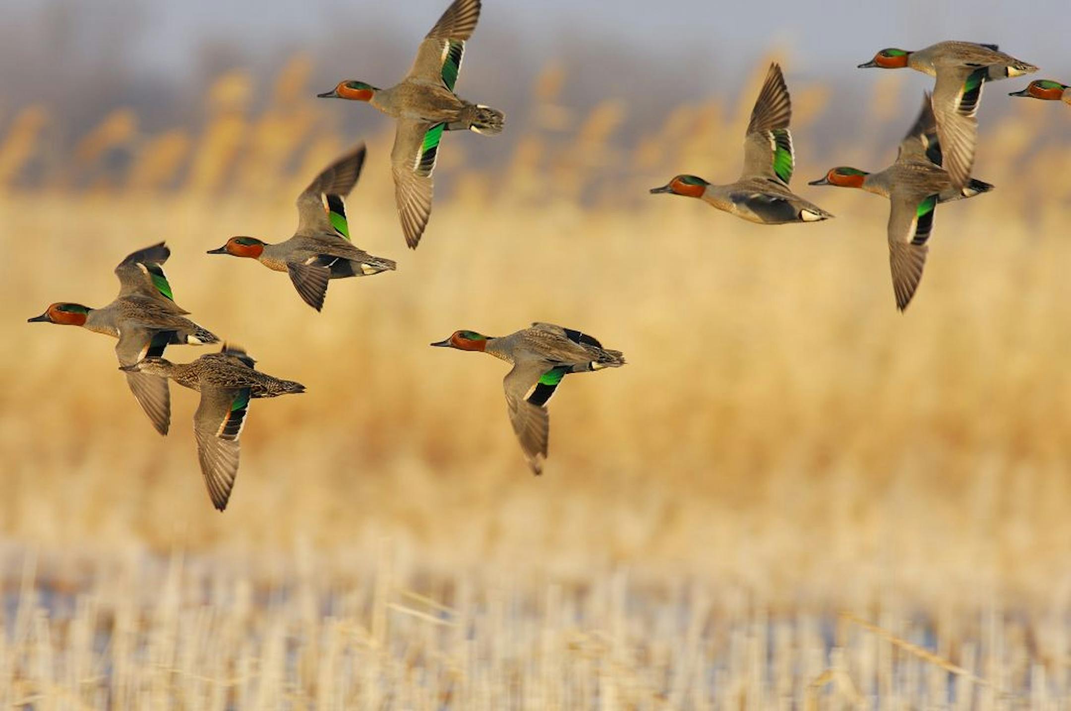 Male green-winged teal, among the smallest of duck species, flashed their brilliant iridescent wing patches and head stripe while engaged in a courtship flight with a lone female, second from left.