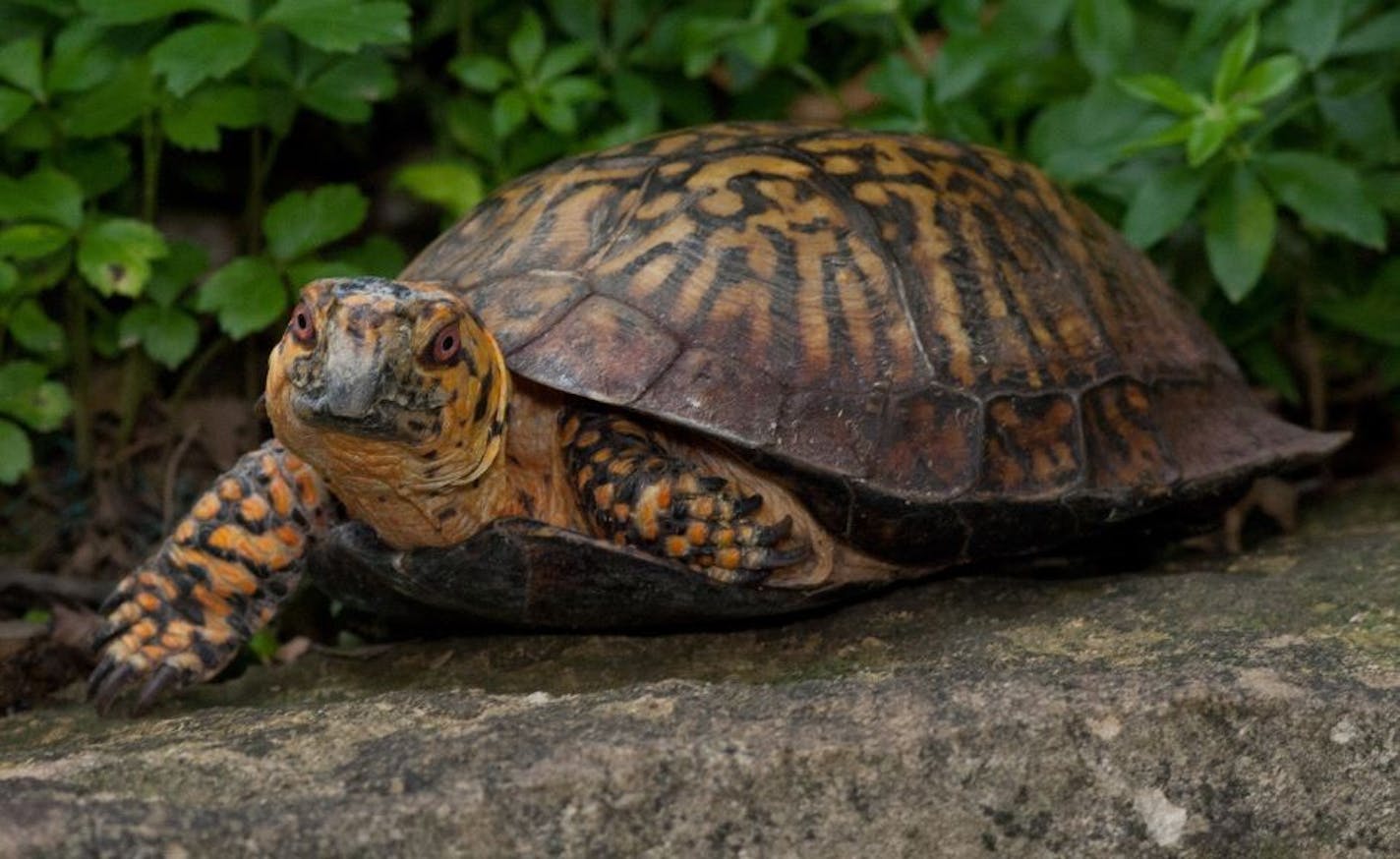 Box turtle