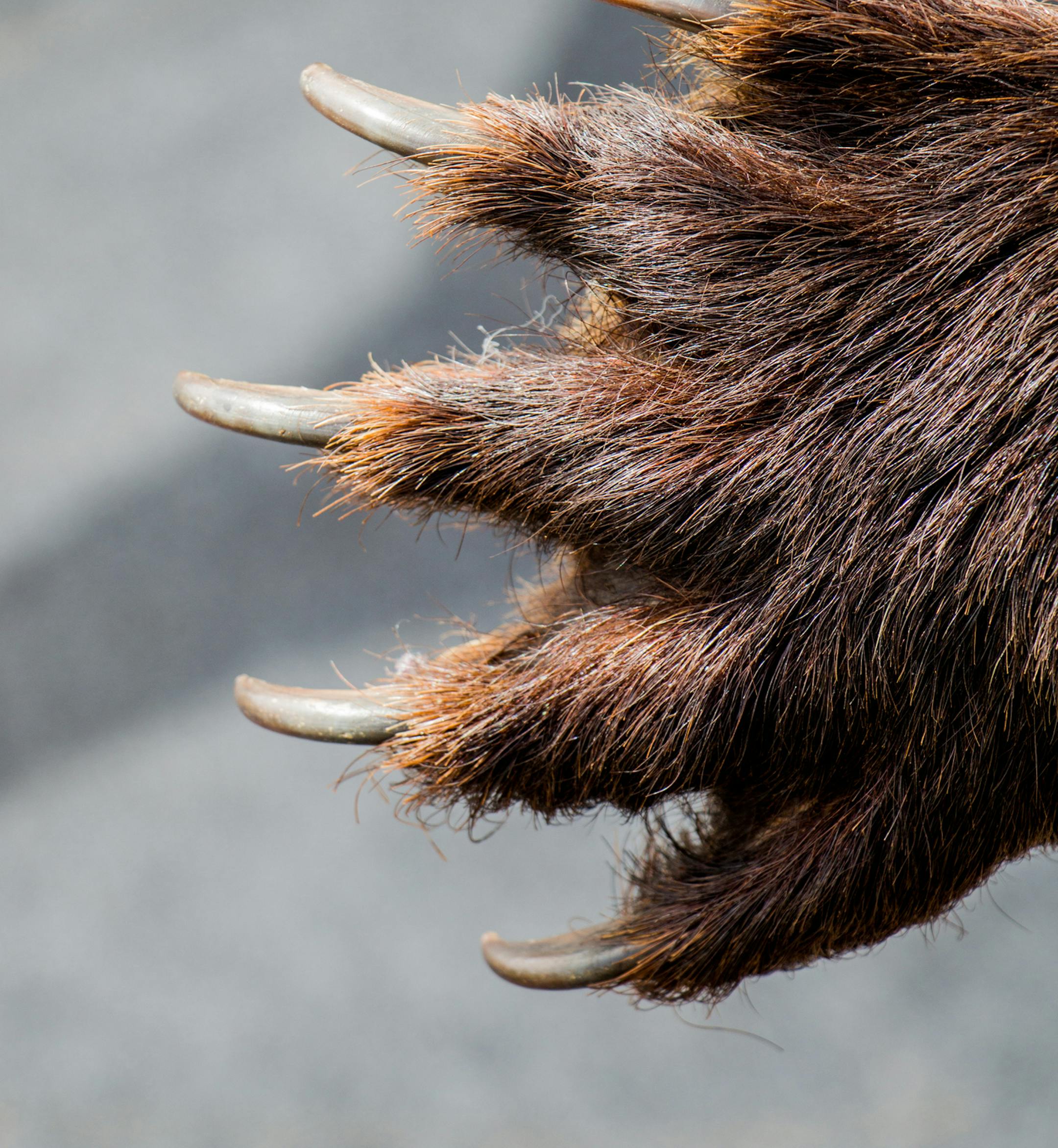Black Bear Paw With sharp Claws in view