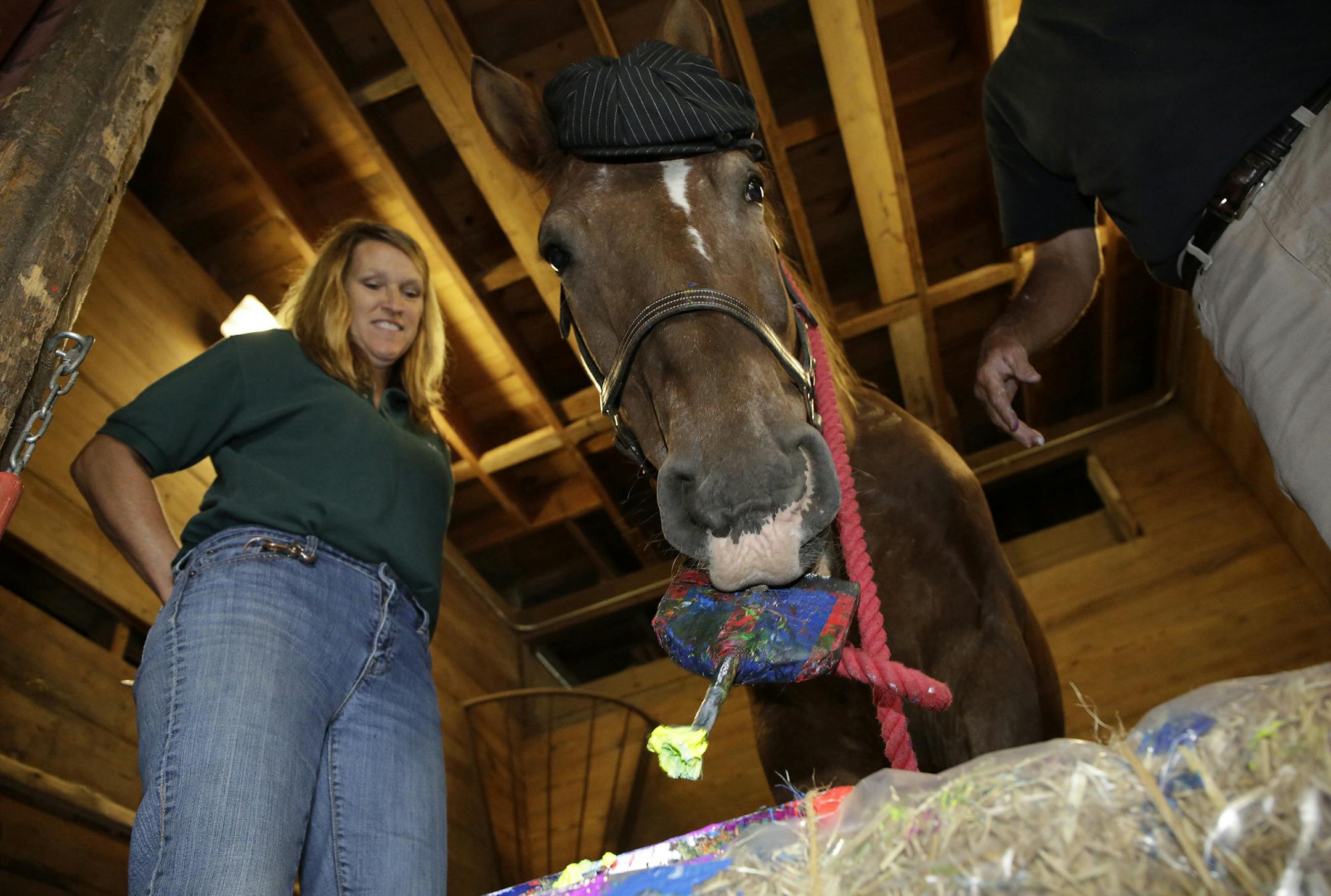 Nick, a 22 year-old appaloosa clydesdale cross, paints at the Danada Equestrian Center in Wheaton, Ill., on Wednesday, August 26, 2015. Nick has been taught to paint using the clicker method, which rewards behavior with a clicking sound and food. At left is Margaret Gitter, who clicks and gives Nick his treats. At right is Dan Neustadt, who assists Nick with the paint brush. (Stacey Wescott/Chicago Tribune/TNS) ORG XMIT: 1174130