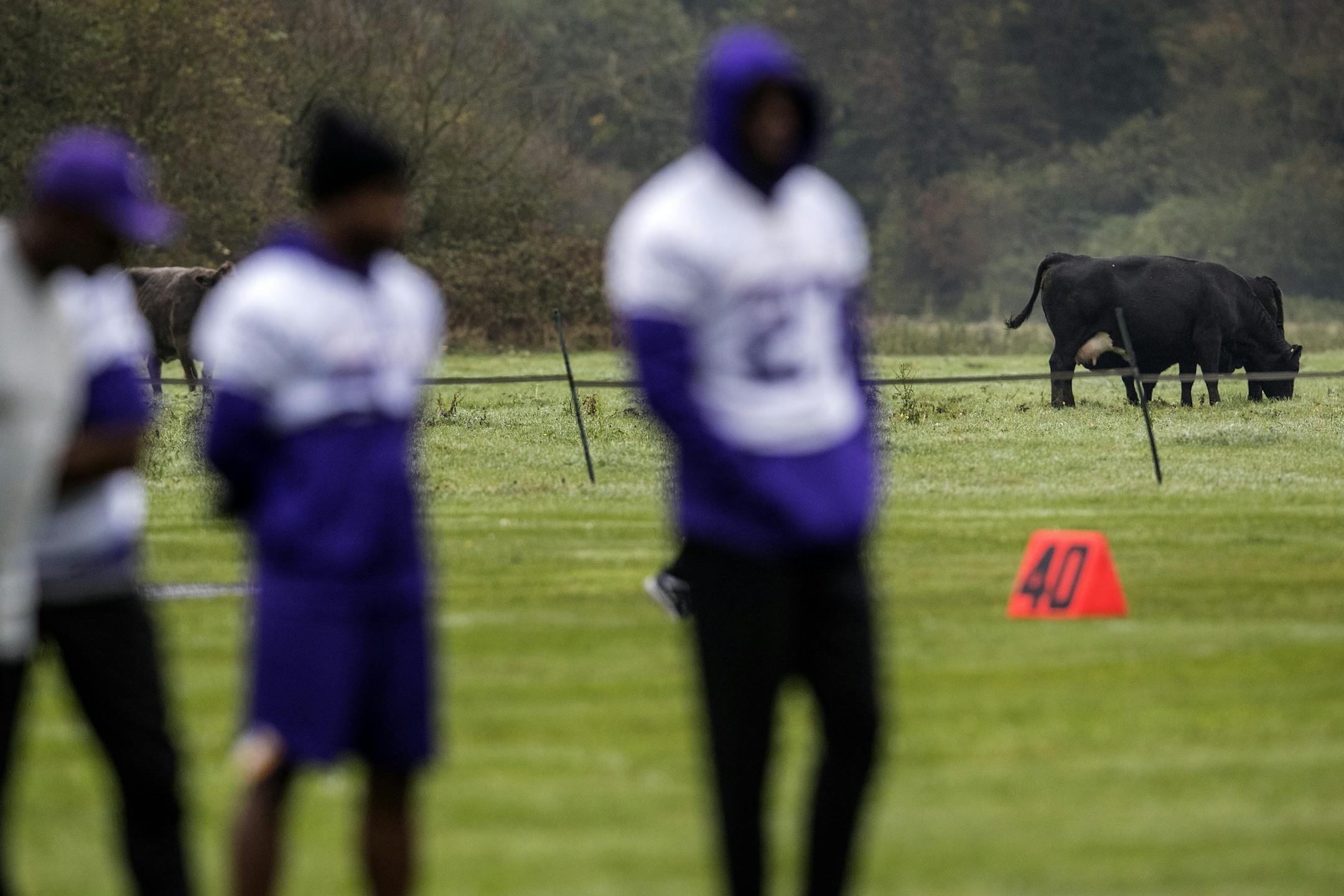 Cows grazed near the Minnesota Vikings practice at the Syon House outside of London in preparation for a game vs. the Cleveland Browns.
