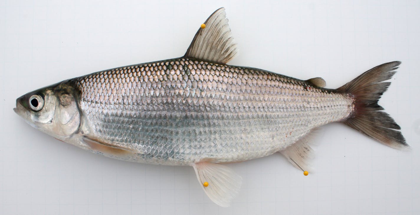 Photo by Peter Jacobson. tullibee on ice, caught on Green Lake.