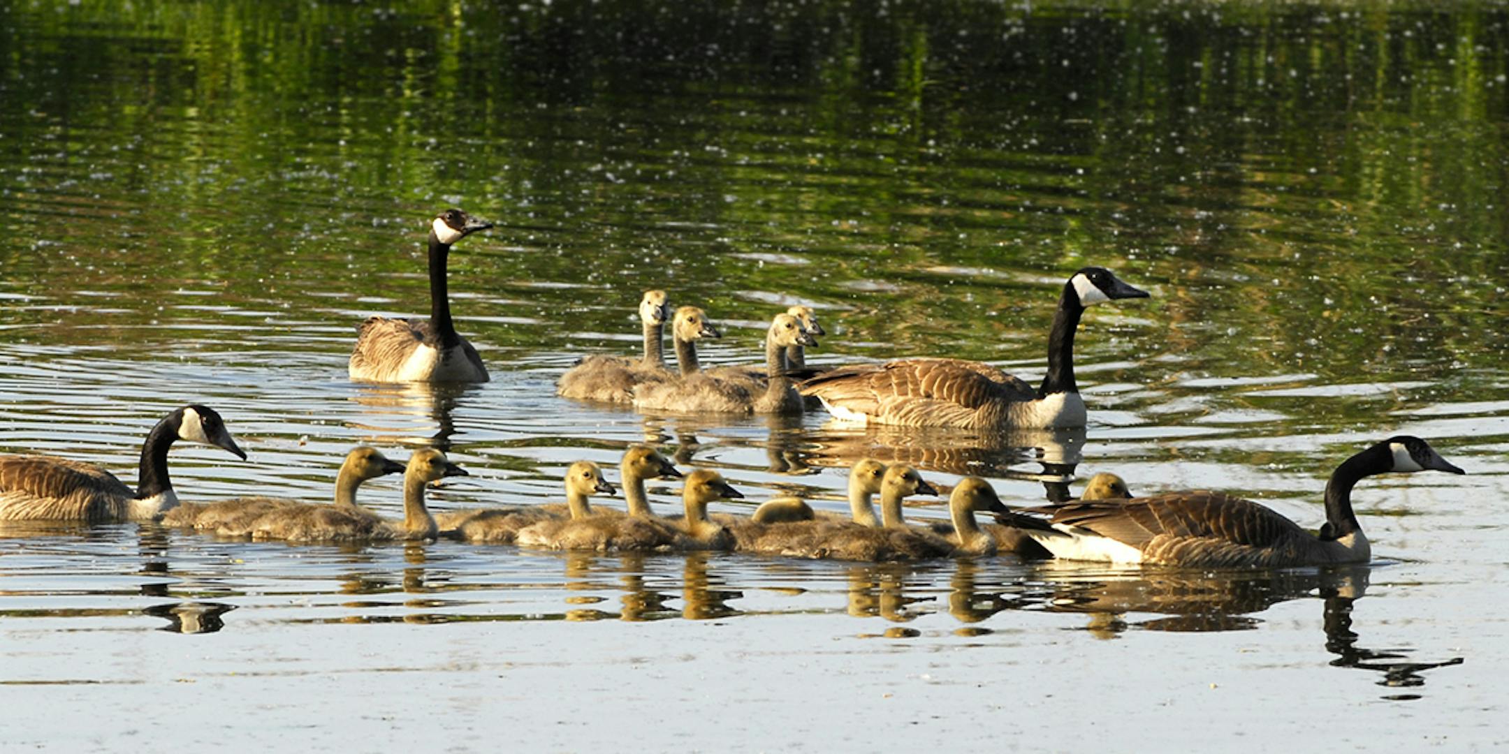 Photo by Jim Williams These young Canada geese, gathered in a cr√®che made up of several family groups, will continue to recognize their parents and siblings all of their lives.