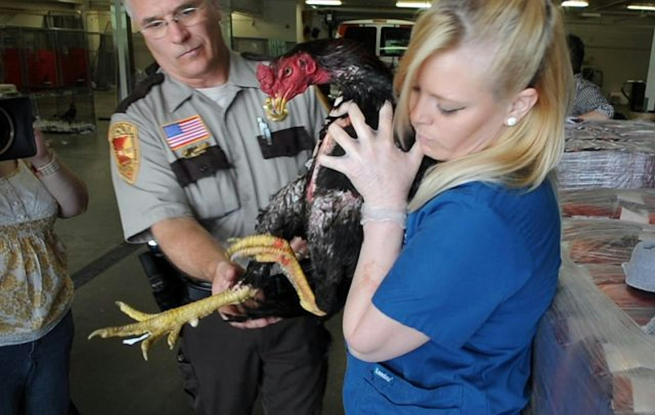 Humane Society investigator Keith Streff and society wildlife technician Nicole Wallace keep a good hold on one of the fighting cocks seized Tuesday in Lino Lakes. Weapons are attached to the long, powerful legs of the cocks to enable them to strike crippling or killing blows on their opponents.