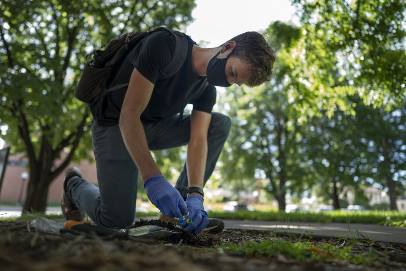 Ian Roberts a student in the University of Minnesota takes soils samples underneath a walnut tree.