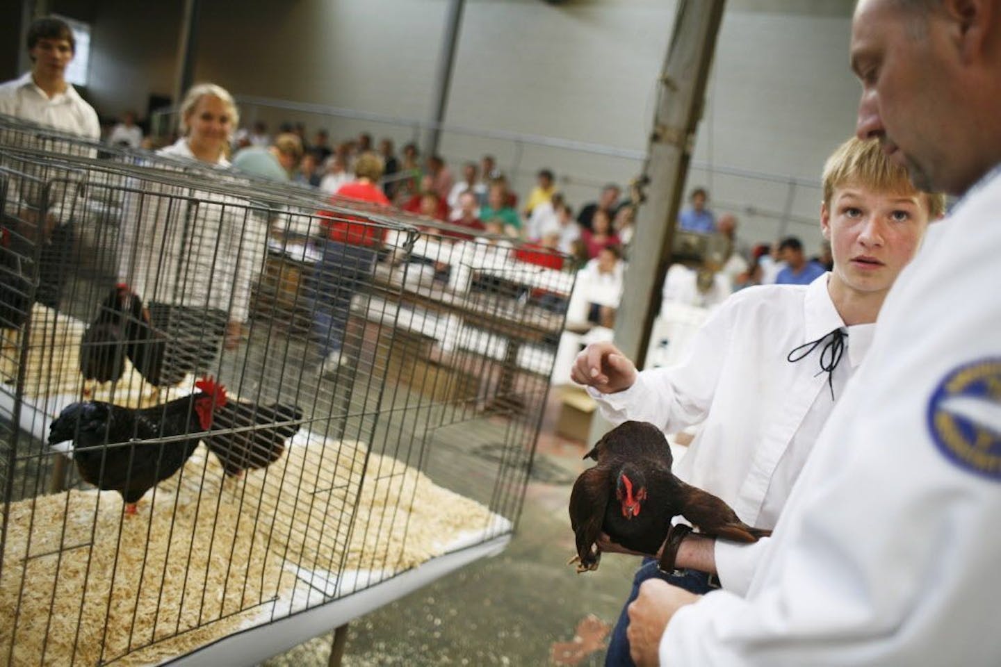 Richard Tsong-Taatarii/rtsong-taatarii@startribune.com Minnesota State Fair,MN;8/24/06;left to right:Seth Vonasek of Beltrami County showed off his bantam chickens to judge Gary Rossman of Union Grove, Wisconsin. Rossman is a master breeder and exhibitor of Black Australorp chickens. Vonasek did well enough to move on to the next round.