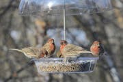 House finches throng a feeder.