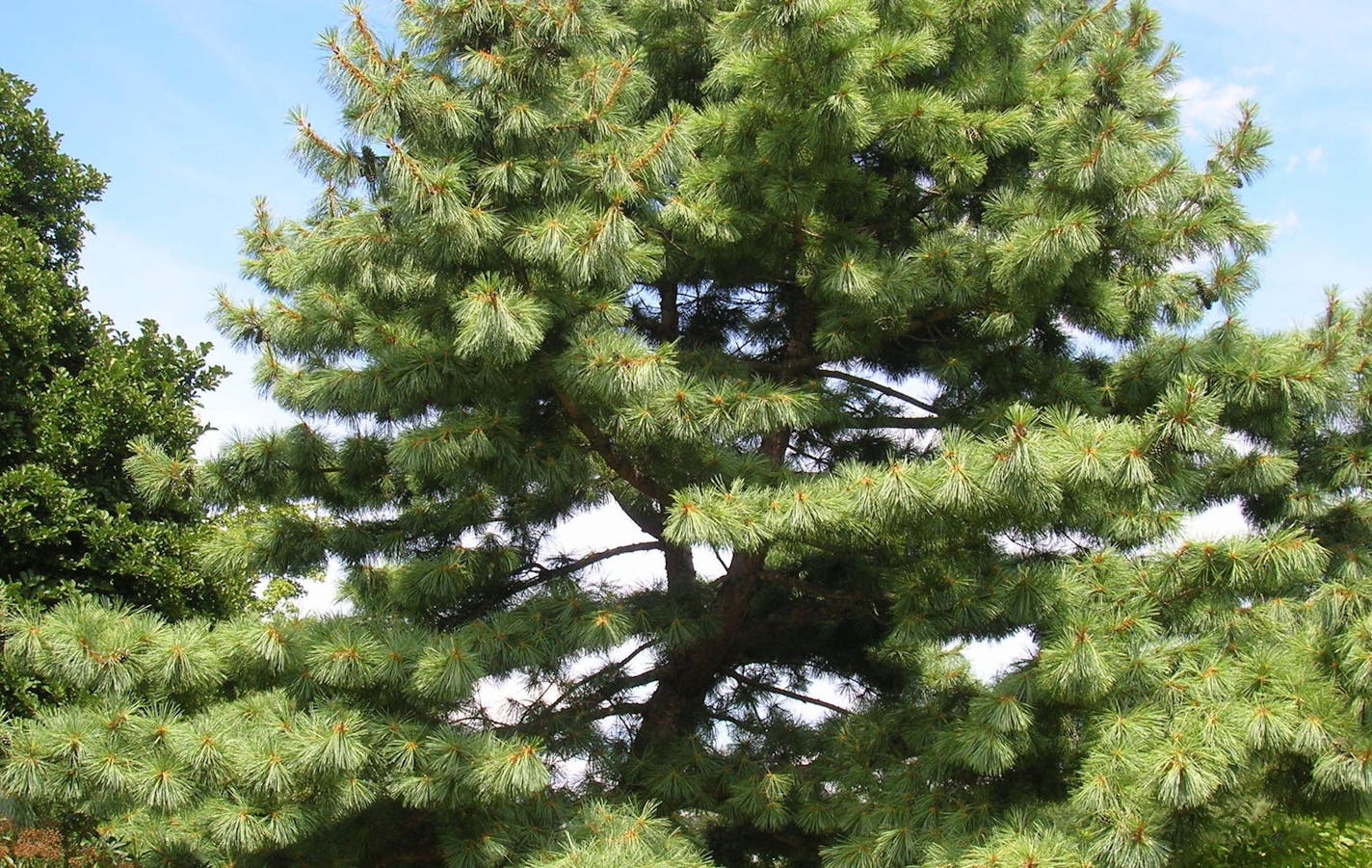 Author Alan Branhagen&#xed;s Top 10 Native Plants - Eastern White Pine