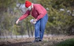Dream of Wild Health's Amber Raven threw seeds into the ground for planting on their 10-acre farm, Monday, May 4, 2020 in Hugo, MN. Dream of Wild Heal