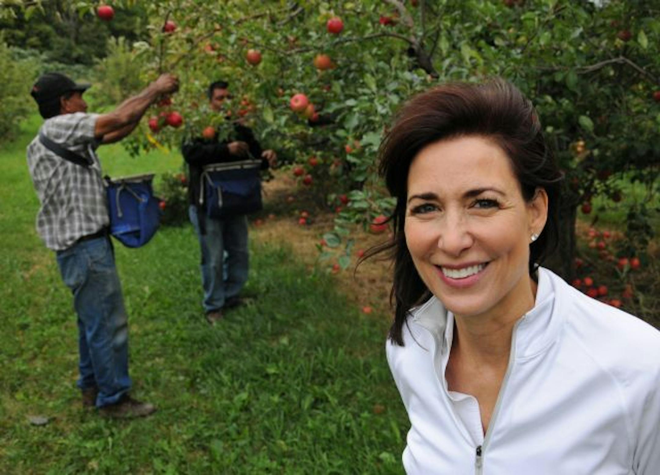 Jordan, Mn. 9/3/10 Minnesota Harvest orchard is closing it's doors at the end of the apple season. Sheila Mitchell, CEO of Minnesota Harvest in the orchard during the harvesting on macintosh apples