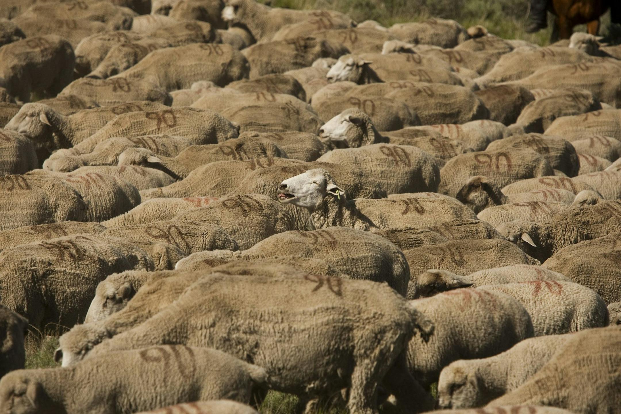Rambouillet sheep belonging to rancher Ken Wixom are rounded up to be herded to a new patch of grazing land managed near Atomic City, Idaho, by the Bureau of Land Management. Because of drought condition the BLM has cut the amount of grazing available to ranchers. (Allen J. Schaben/Los Angeles Times/MCT)