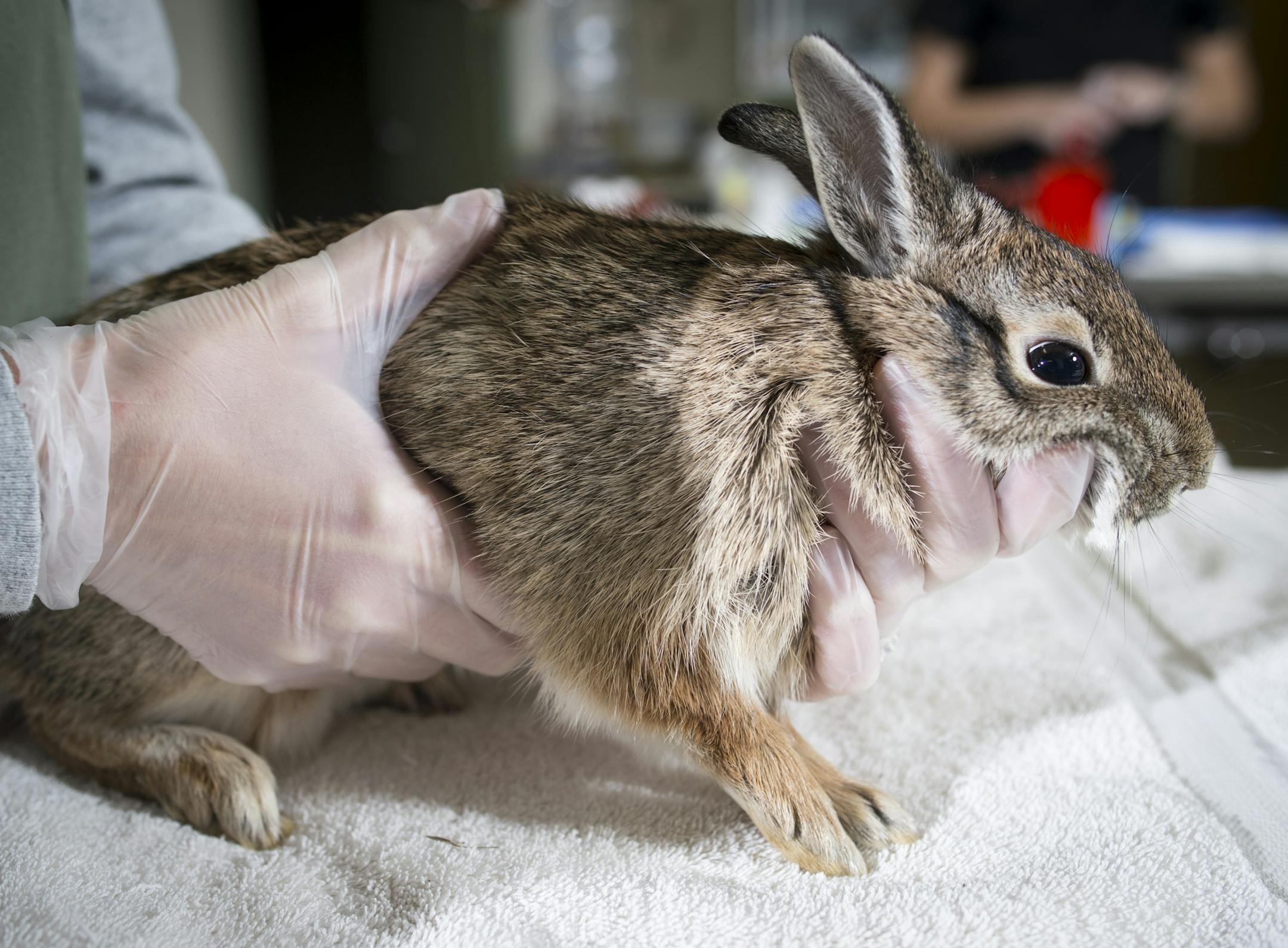 An eastern cottontail rabbit which Dr. Leslie Reed says suffers from the parasite baylisascaris. ] (Aaron Lavinsky | StarTribune) The Star Tribune profiles the Wildlife Rehab Center and all the animals they treat in the winter. Dr. Leslie Reed is photographed performing "re-checks" on various animals on Wednesday, Dec. 31, 2014.