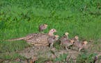 A ringnecked pheasant hen (Phasianus colchicus) and chicks.