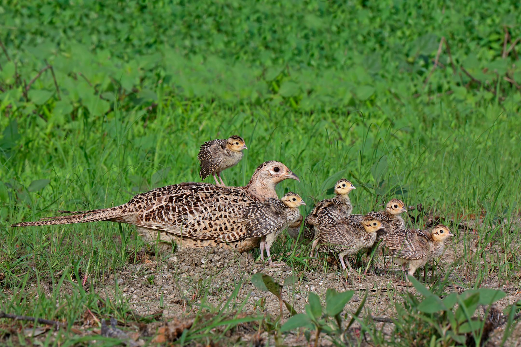 A ringnecked pheasant hen (Phasianus colchicus) and chicks.