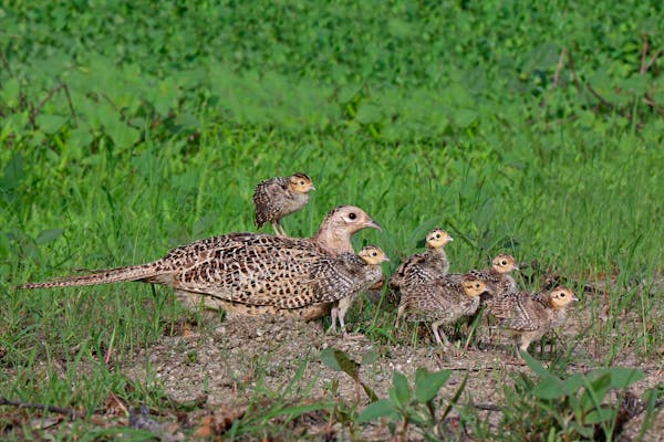 A ringnecked pheasant hen (Phasianus colchicus) and chicks.