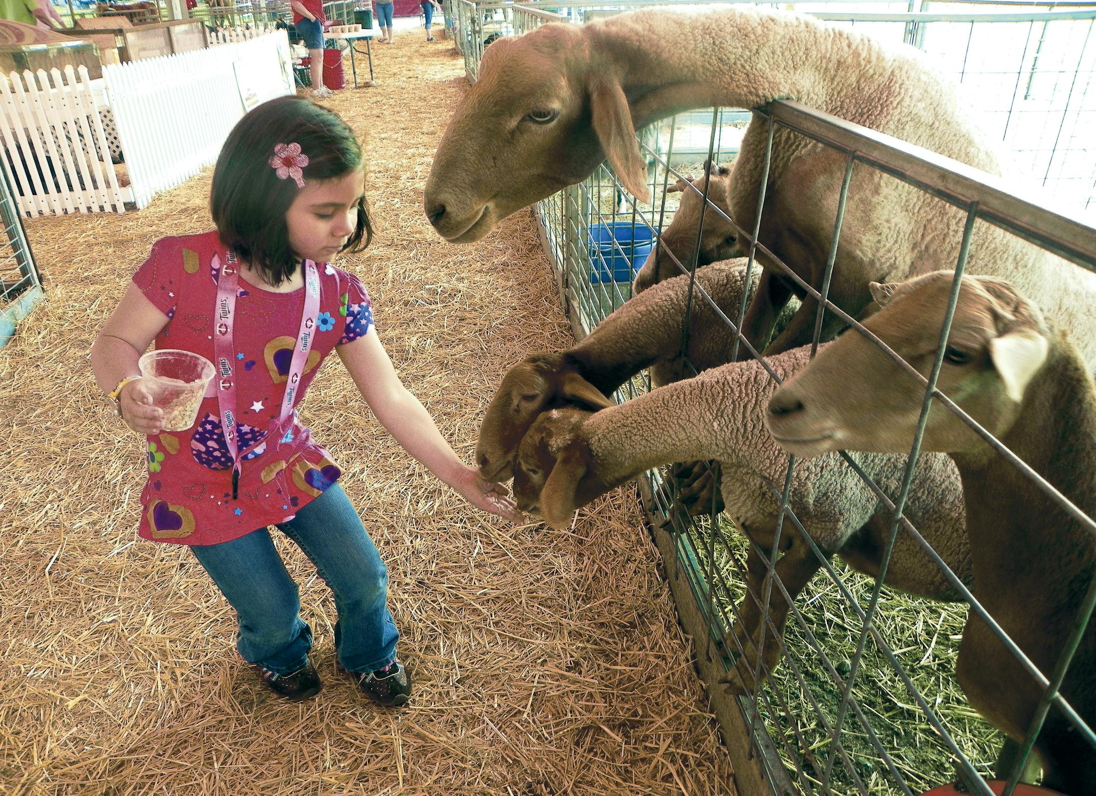 Maiah Plank, 6, feeds Boer goats at the Hennepin County Fair petting farm.