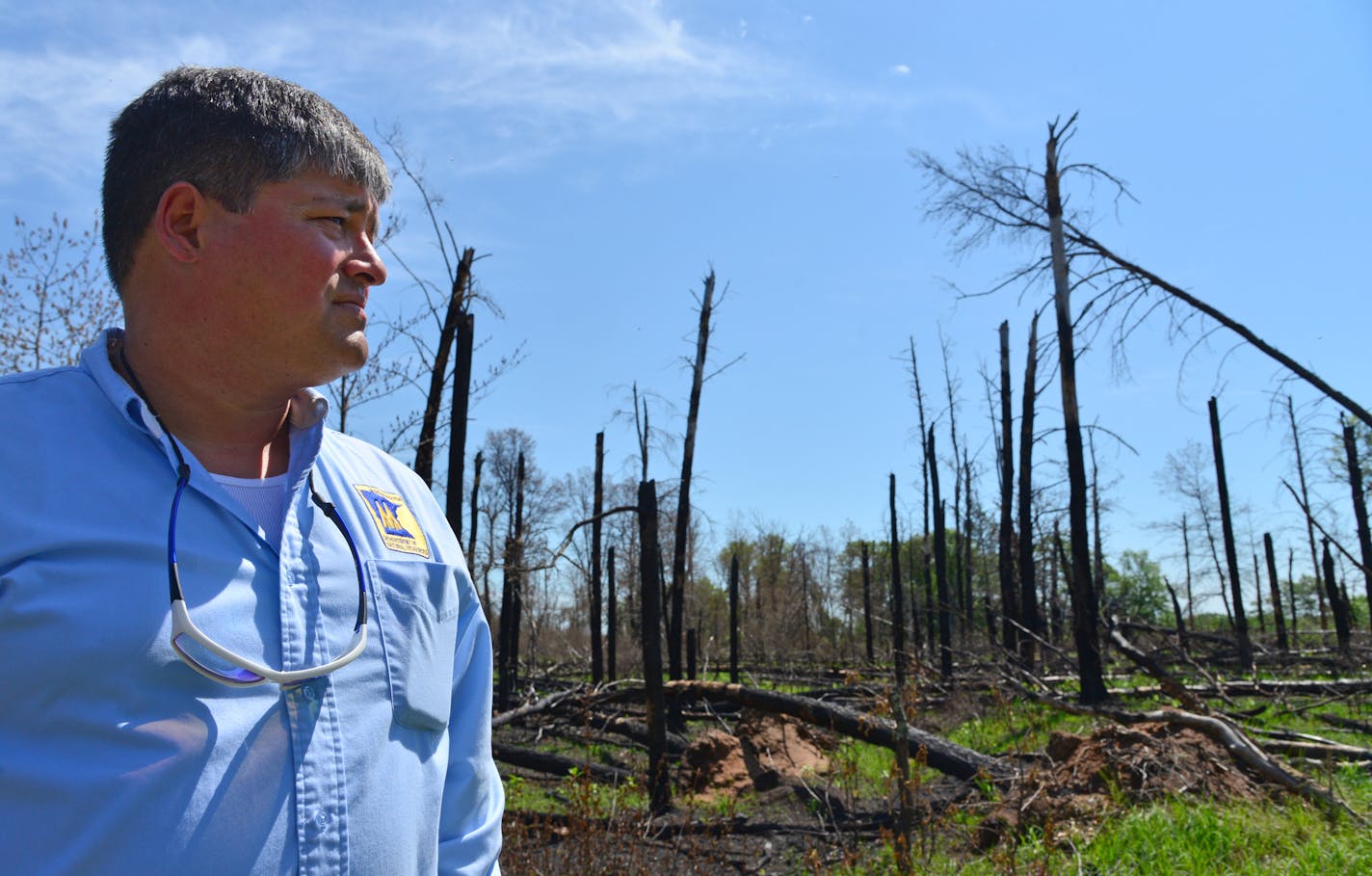 Supt. Rick Dunkley looked over a controlled burn area that was burned about 3 weeks ago.] St. Croix State Park is in the process of recovery of 13,000 acres of trees that were blown down, along with many buildings at the park. Mother Nature is healing itself after 3 years, the DNR is both helping that process -- and not helping it, as the case may be.They are still clearing out timber and using controlled burns to help promote growth. Richard.Sennott@startribune.com Richard Sennott/Star Tribune