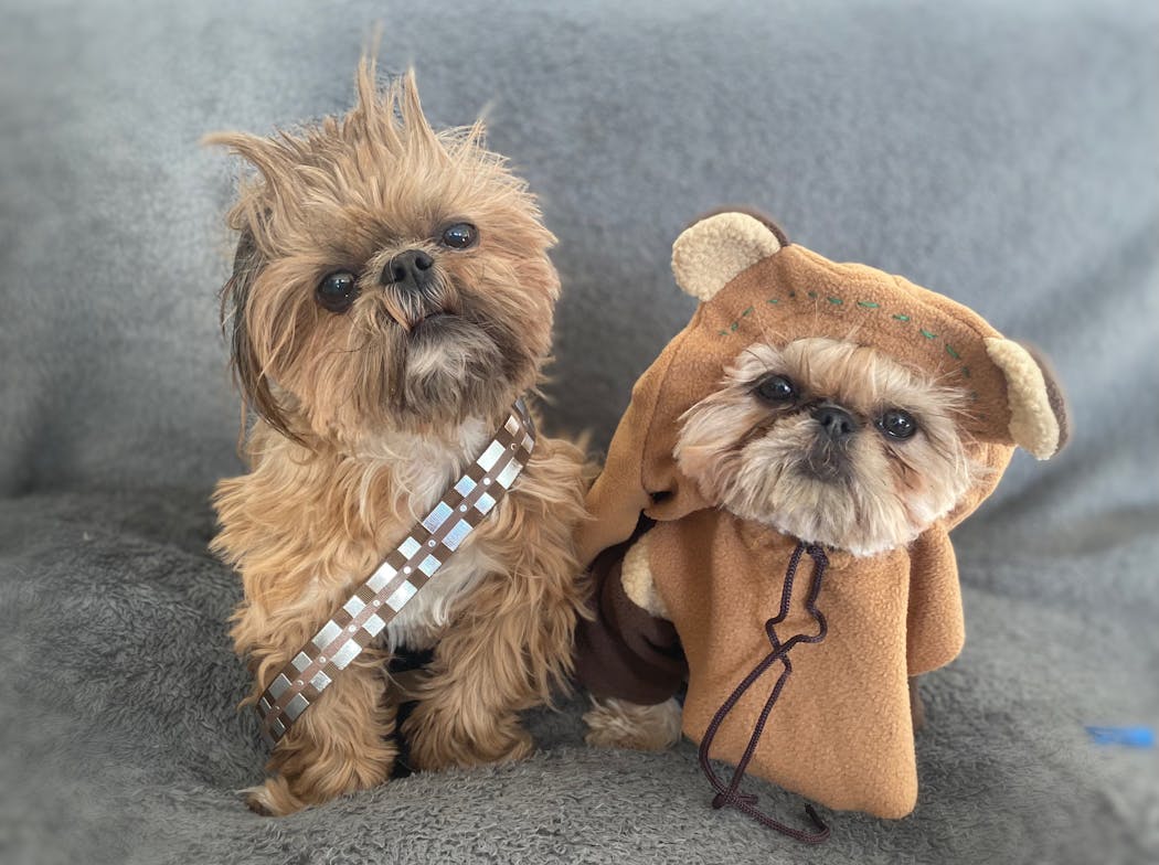Runners up Walter and Deja as Chewbacca and an Ewok.