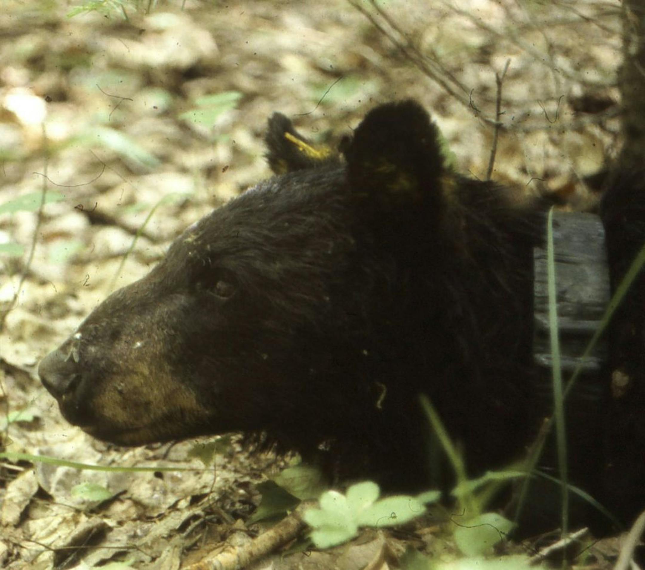 Bear No. 56 was informally called the"hump-nosed sow'' when she was first collared, because of the bump on her nose. That hump faded over the years, and researchers simply call her No. 56. DNR photo