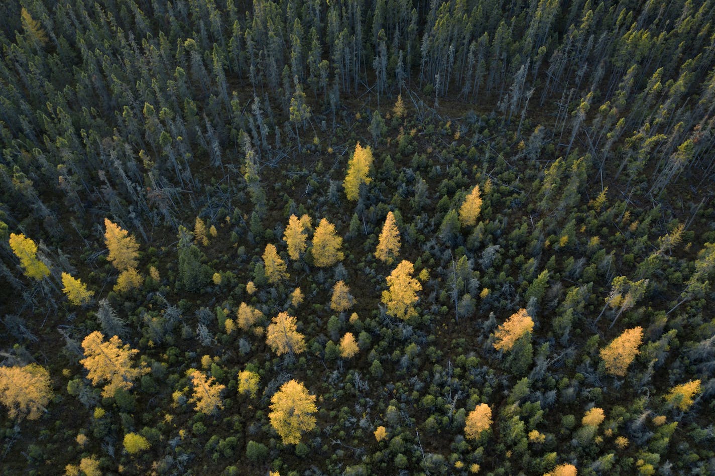 Minnesota's dry trees, like these spruce and tamarack in the Cloquet Valley State Forest, are a tinder box expected to fuel major wildfires this year.