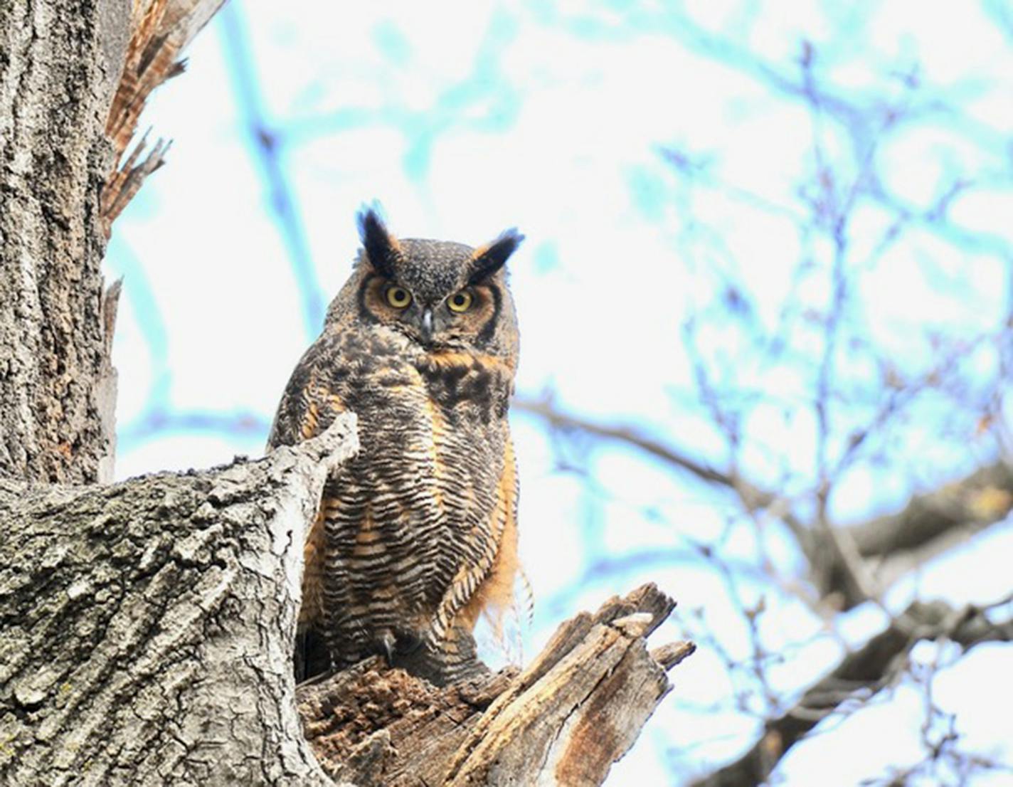 A great horned owl stares down from a perch right at the juncture of a tree snag.