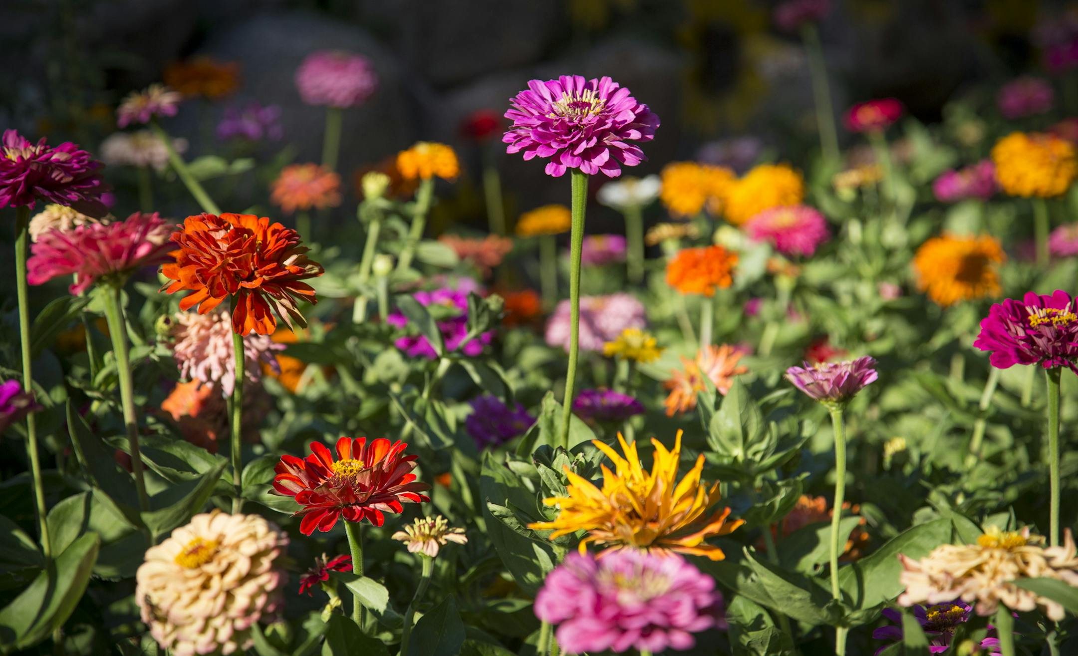 Zinnia photographed on Tuesday, August 4, 2015 in Dellwood, Minn. ] RENEE JONES SCHNEIDER ï reneejones@startribune.com Beautiful Garden winner - Reid Smith and LaWayne Leno have created not just one garden at their home in Dellwood, but multiple and distinctly different ones, including a DNR-designated wetland, a restored woodland native area, perennial beds, a full-sun patio loaded with tropical trees. ORG XMIT: MIN1508051457190038