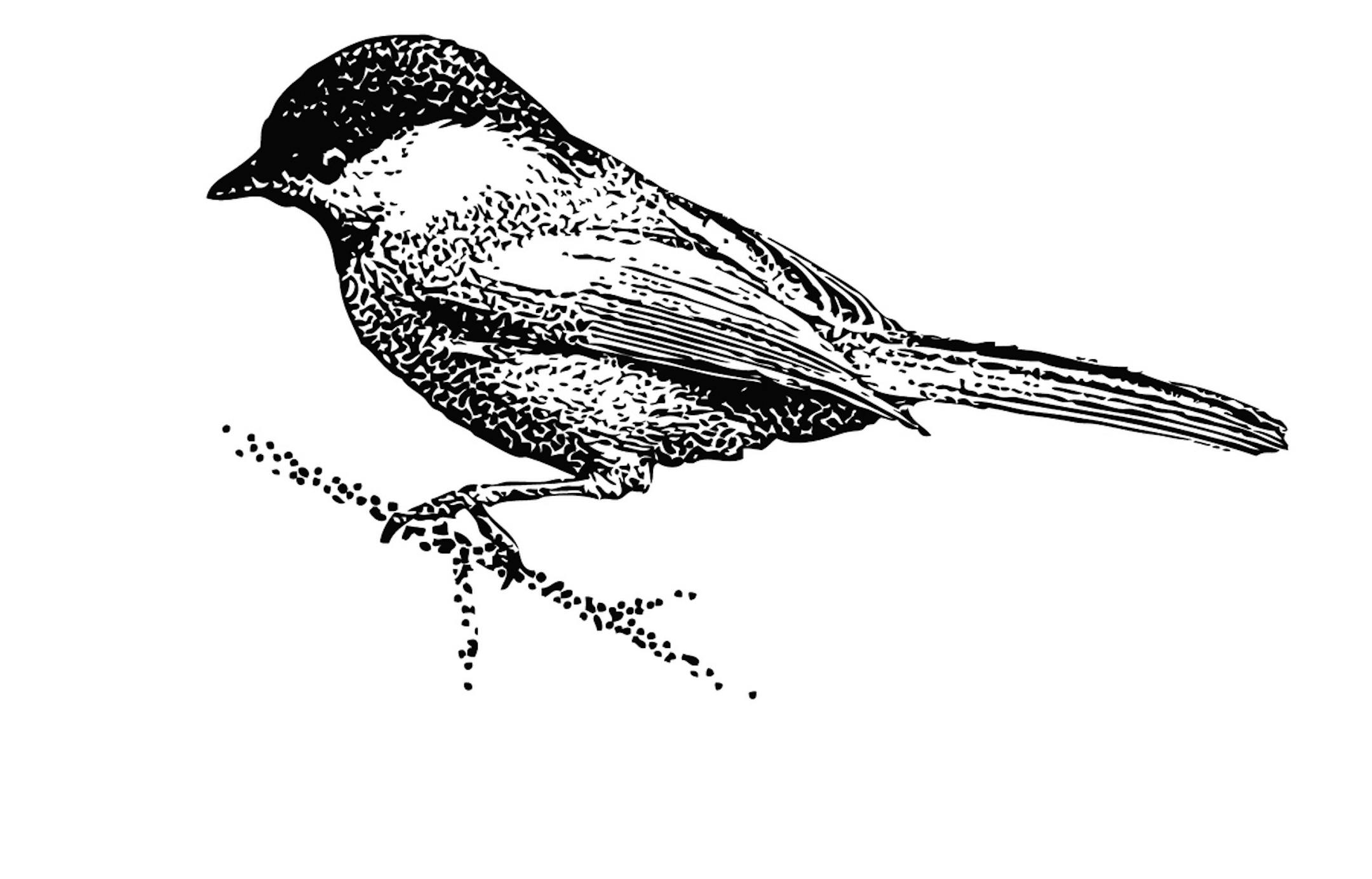 Mezzotint illustrations of Blue Jay, Chickadee, Sparrow, Purple Finch.