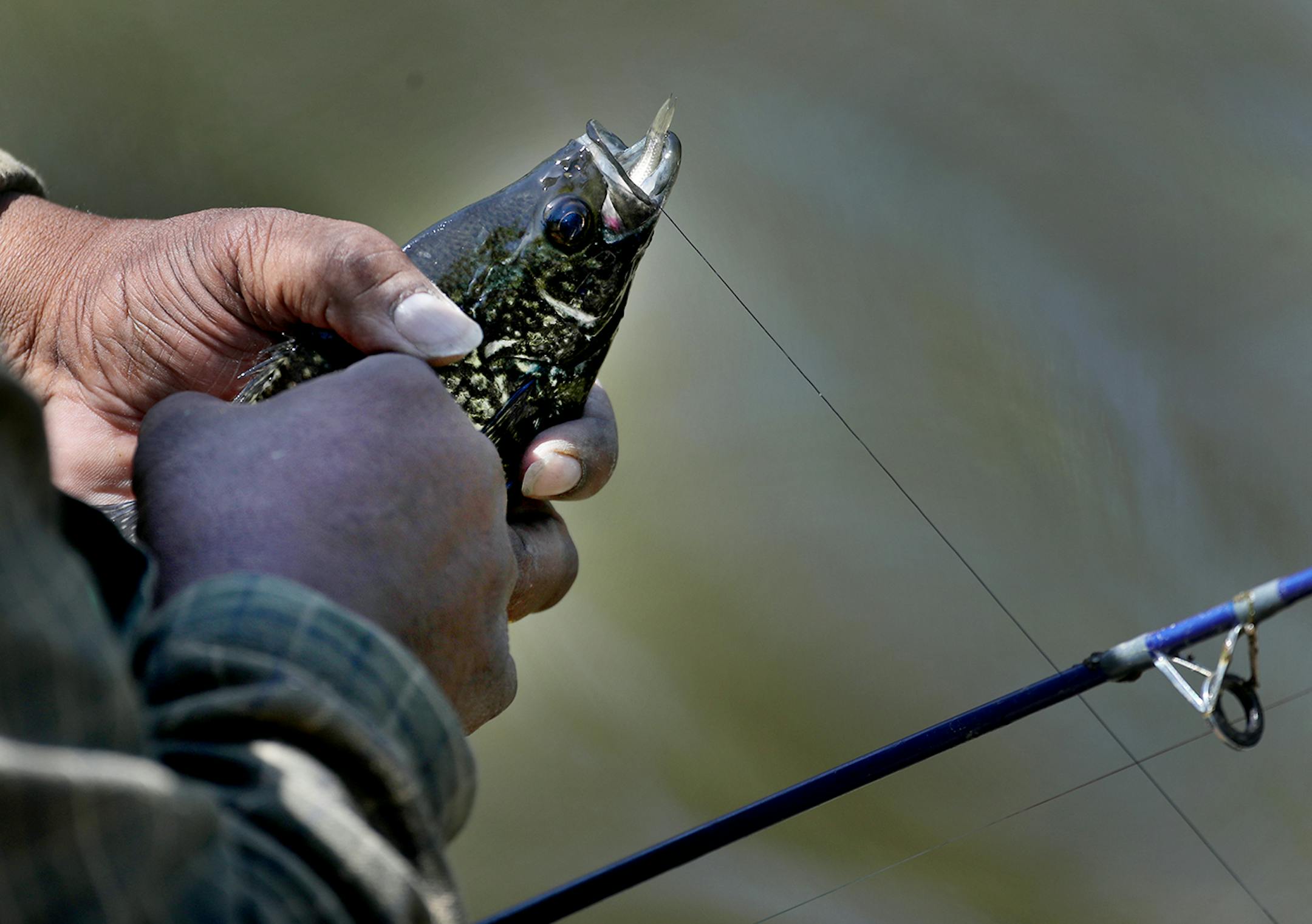 An angler held a crappie he caught on Lake Minnetonka near Lord Fletcher's Thursday, May 16, 2019, in Spring Park.