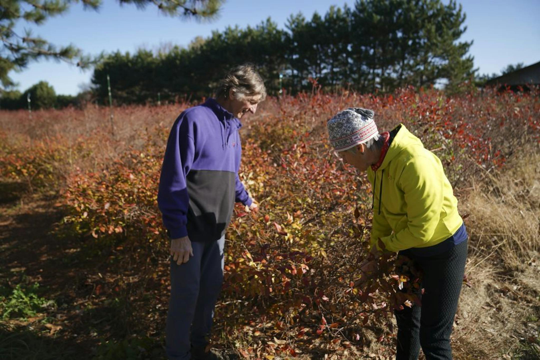 Bill and Nancy Bauer announced recently that they are closing their pick-your-own berry farm Bauer Berry Farm for good as they move into retirement. They were photographed in their blueberry orchard which they have typically pruned down by the time of year on Friday, October 25, 2019 in Champlin, Minn.