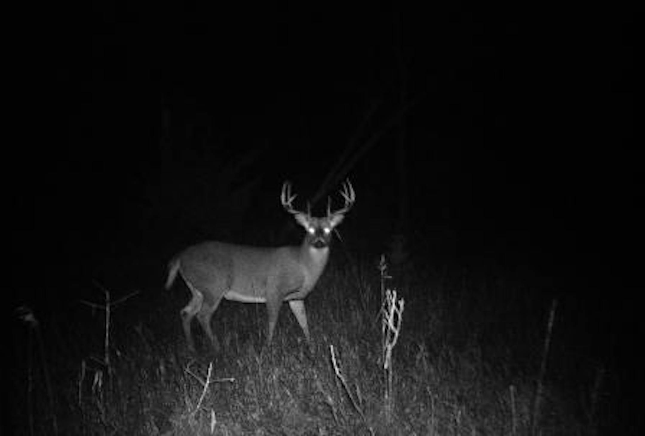 The "Big Boy" shows himself in a trail camera picture taken in fall of 2010.
