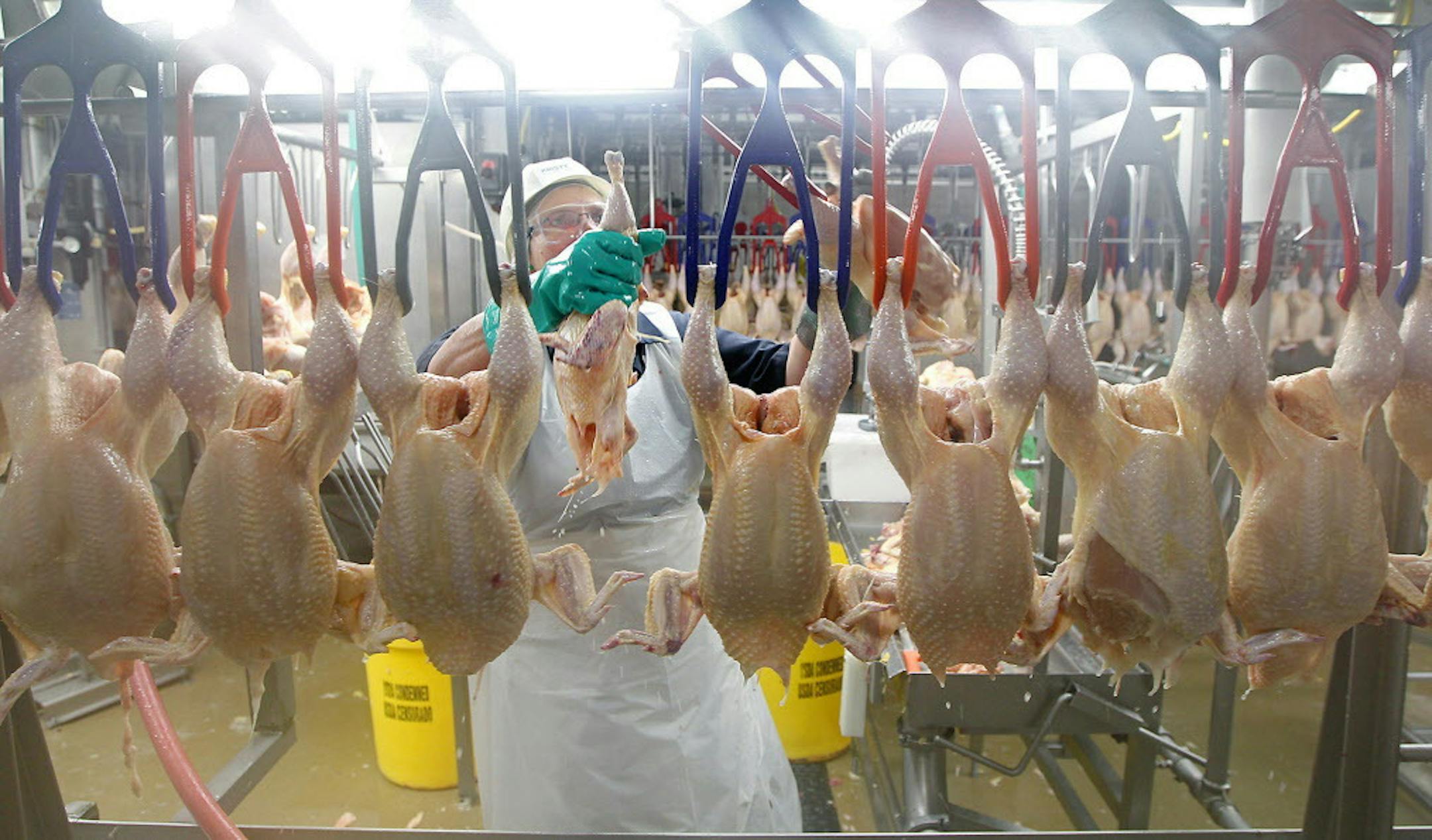 Production at the Gold'n Plump Poultry production facility, Tuesday, April 20, 2016 in Cold Spring, MN. ] (ELIZABETH FLORES/STAR TRIBUNE) ELIZABETH FLORES &#x2022; eflores@startribune.com