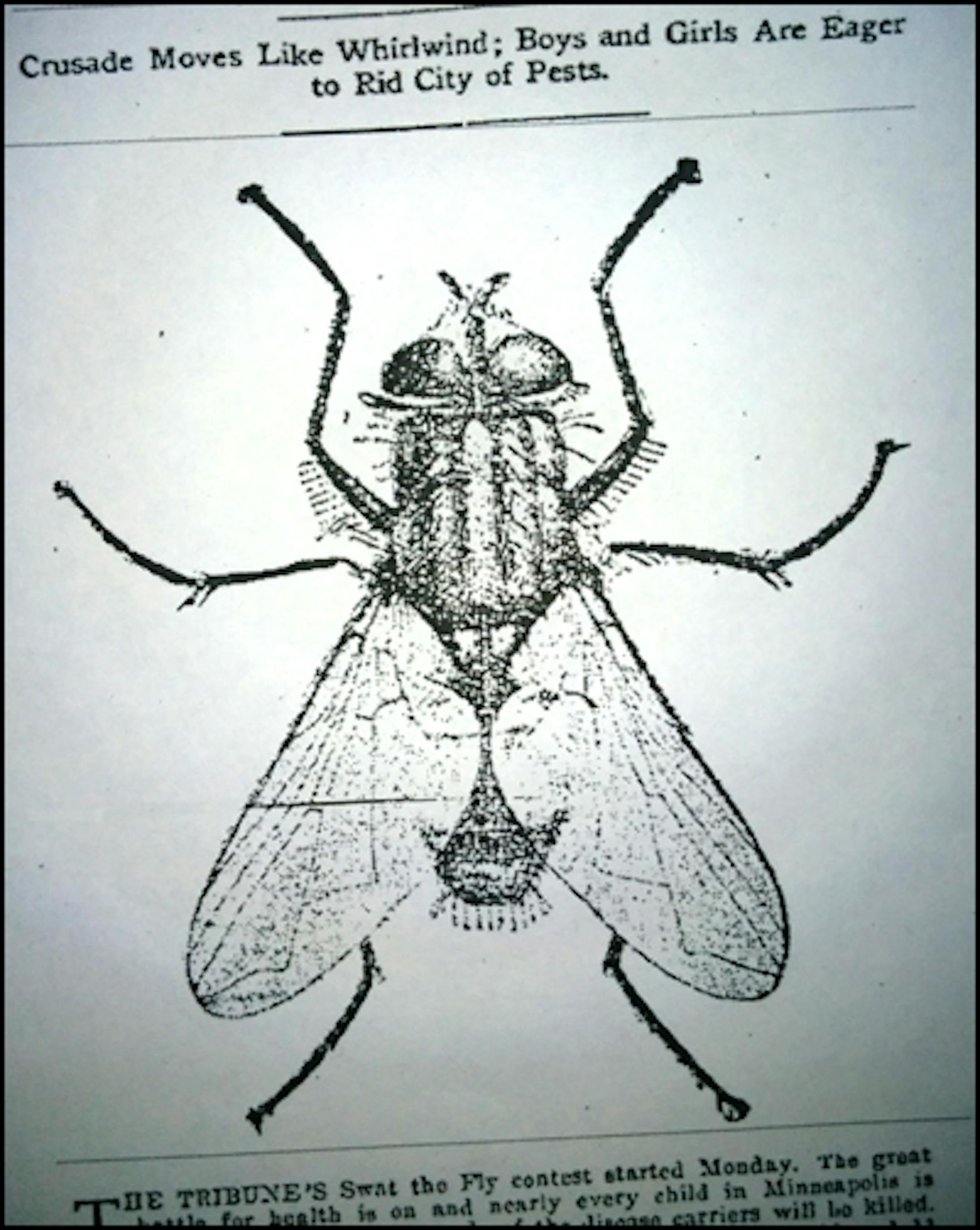 Public Enemy No. 1: The common housefly