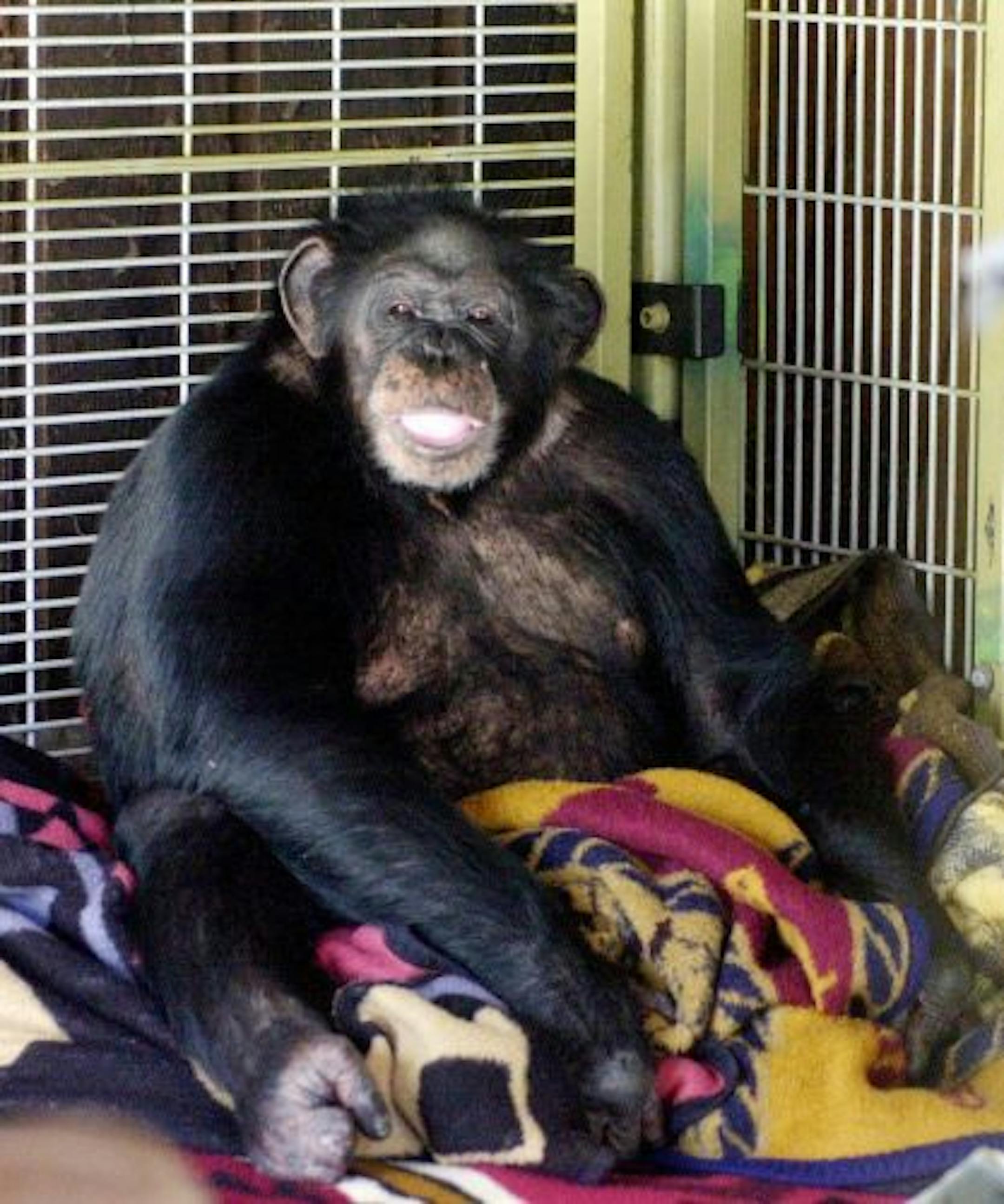 In this Oct. 20, 2003 photo, Travis, a 10-year-old chimpanzee, sits in the corner of his playroom at the home of Sandy and Jerome Herold in Stamford, Conn.