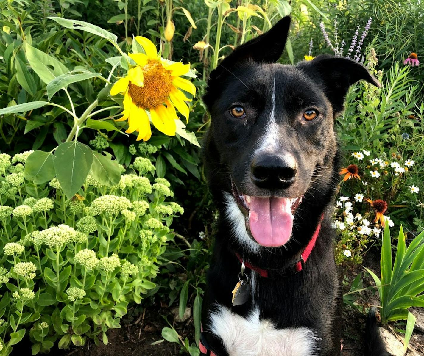 Who couldn't love this face? Angus in late August. Photo by Laurie Hertzel.