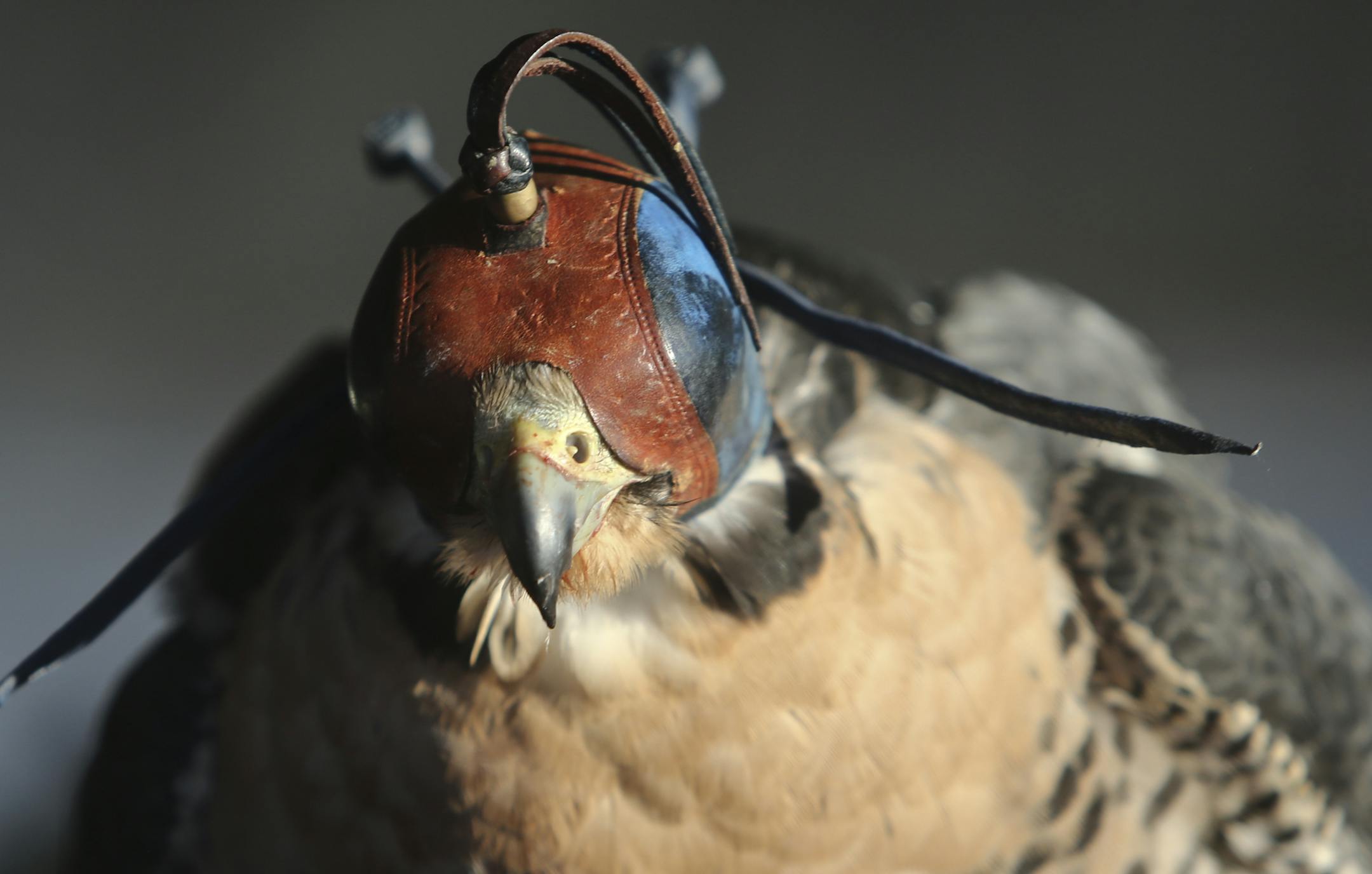 Master licensed falconer Andrew Weaver used a leather hood to limit outside stimuli and calm this female peregrine falcon.